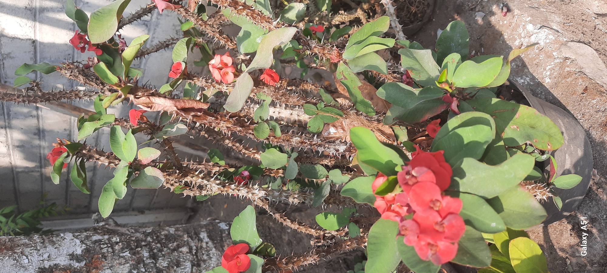 An outdoor medium shot captures a spiny Christ thorn plant with red flowers, set in a black pot on the ground in Ploso, Indonesia. The plant's thorny branches are visible, with green leaves interspersed among them. Several clusters of vibrant red flowers are in bloom, some partially obscured by leaves. In the background, a light-colored brick wall casts shadows. To the left of the frame, a portion of a tree trunk with textured bark is present. The ground appears to be made of concrete or stone, with some scattered debris. The "Galaxy A51" watermark is visible in the lower left corner.