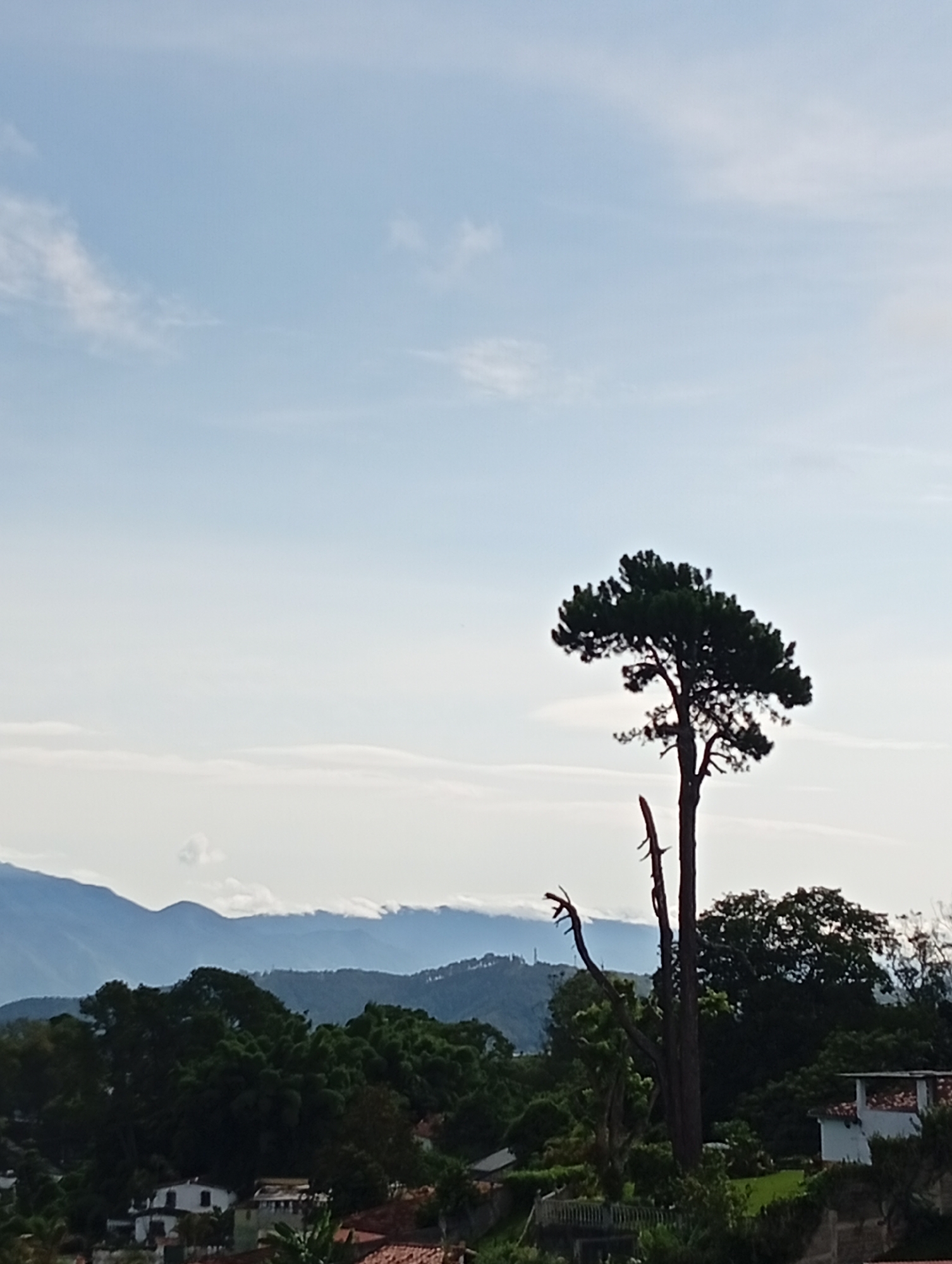 The image depicts a serene, rural landscape with rolling hills and mountains in the background. In the foreground, a single, mature pine tree with a distinctive silhouette stands against a pale blue sky dotted with wispy clouds. Below the tree, lush green foliage and trees create a dense canopy. Several buildings with terracotta roofs and white walls are visible nestled among the trees, suggesting a residential area. The overall impression is one of tranquility and natural beauty. The scene is likely located in the city of San Antonio de Los Altos, Venezuela, a region known for its picturesque mountainous terrain and pleasant climate.