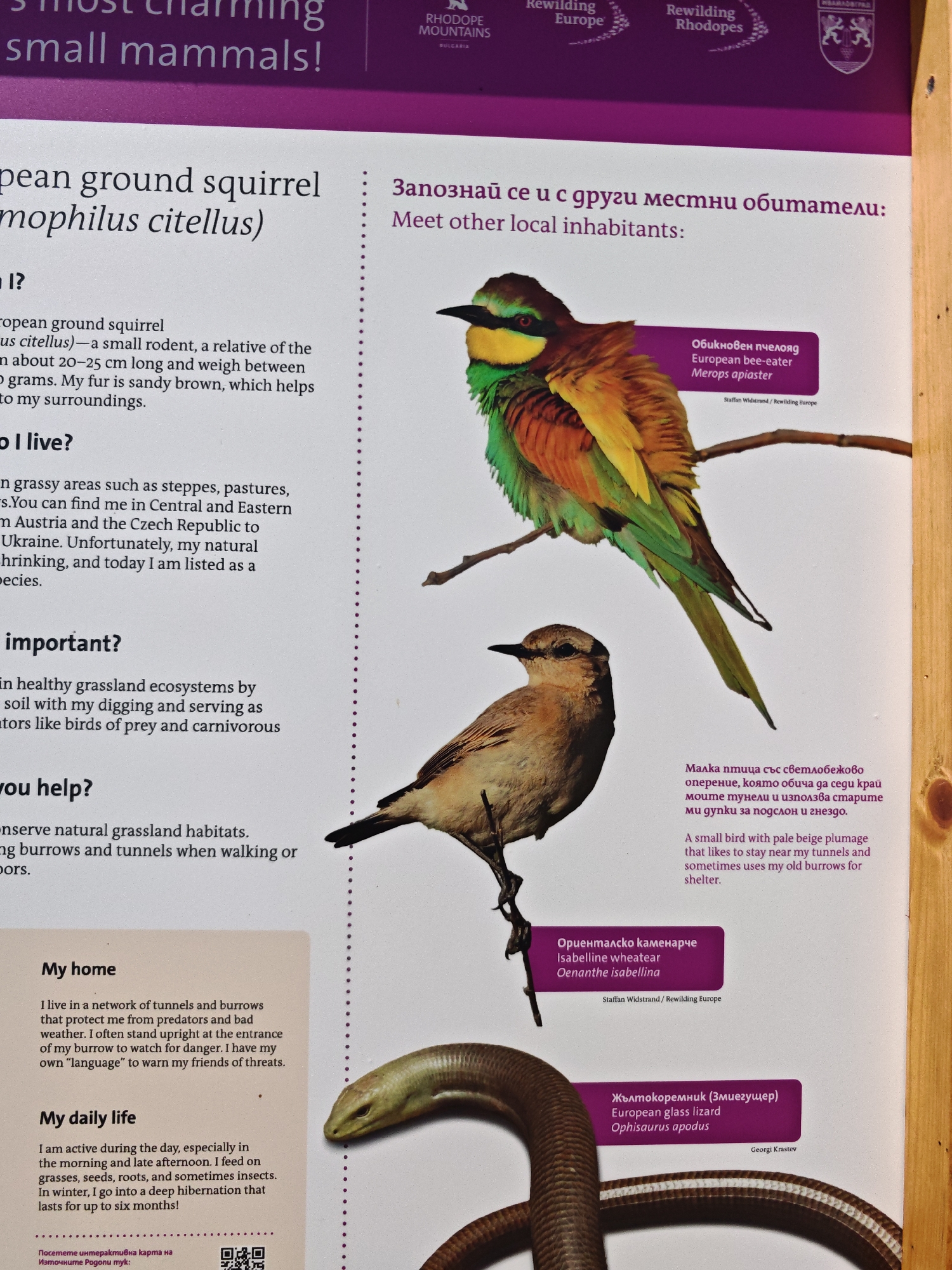 This detailed image depicts an outdoor informational panel located in Ivaylovgrad, Bulgaria, likely part of an educational exhibit related to the Rewilding Rhodopes initiative. The panel features a white background with a purple header and presents information in both English and Bulgarian.
The top purple banner includes logos for "RHODOPE MOUNTAINS BULGARIA," "Rewilding Europe," "Rewilding Rhodopes," and a coat of arms. The main body of the panel is divided into two vertical sections.
The left section focuses on the "European ground squirrel (Spermophilus citellus)." It provides text descriptions covering "What am I?" (physical characteristics, fur color), "Where do I live?" (habitat, distribution in Central and Eastern Europe, endangered status), "Why am I important?" (ecological role), "How can you help?" (conservation), "My home" (burrow system, predator warning behavior), and "My daily life" (activity patterns, diet, hibernation). At the bottom left, there is a QR code labeled "Посетете интерактивна карта на Източните Родопи тук:" (Visit the interactive map of the Eastern Rhodopes here:).
The right section, titled "Meet other local inhabitants:" (also in Bulgarian), displays photographs and details of three additional animal species. The top image shows a colorful European bee-eater (Merops apiaster) perched on a branch, with its name and "Staffan Widstrand / Rewilding Europe" attribution in a purple box. Below this, a pale beige Isabelline wheatear (Oenanthe isabellina) is pictured, with an accompanying description in both languages about its use of tunnels and old burrows for shelter, and its name and the same attribution. The lowest image features a European glass lizard (Ophisaurus apodus), a snake-like reptile, identified in a purple box with "Georgi Krastev" as the attribution.
The right edge of the panel reveals a portion of a light-colored wooden frame, suggesting it is mounted as part of a larger structure.