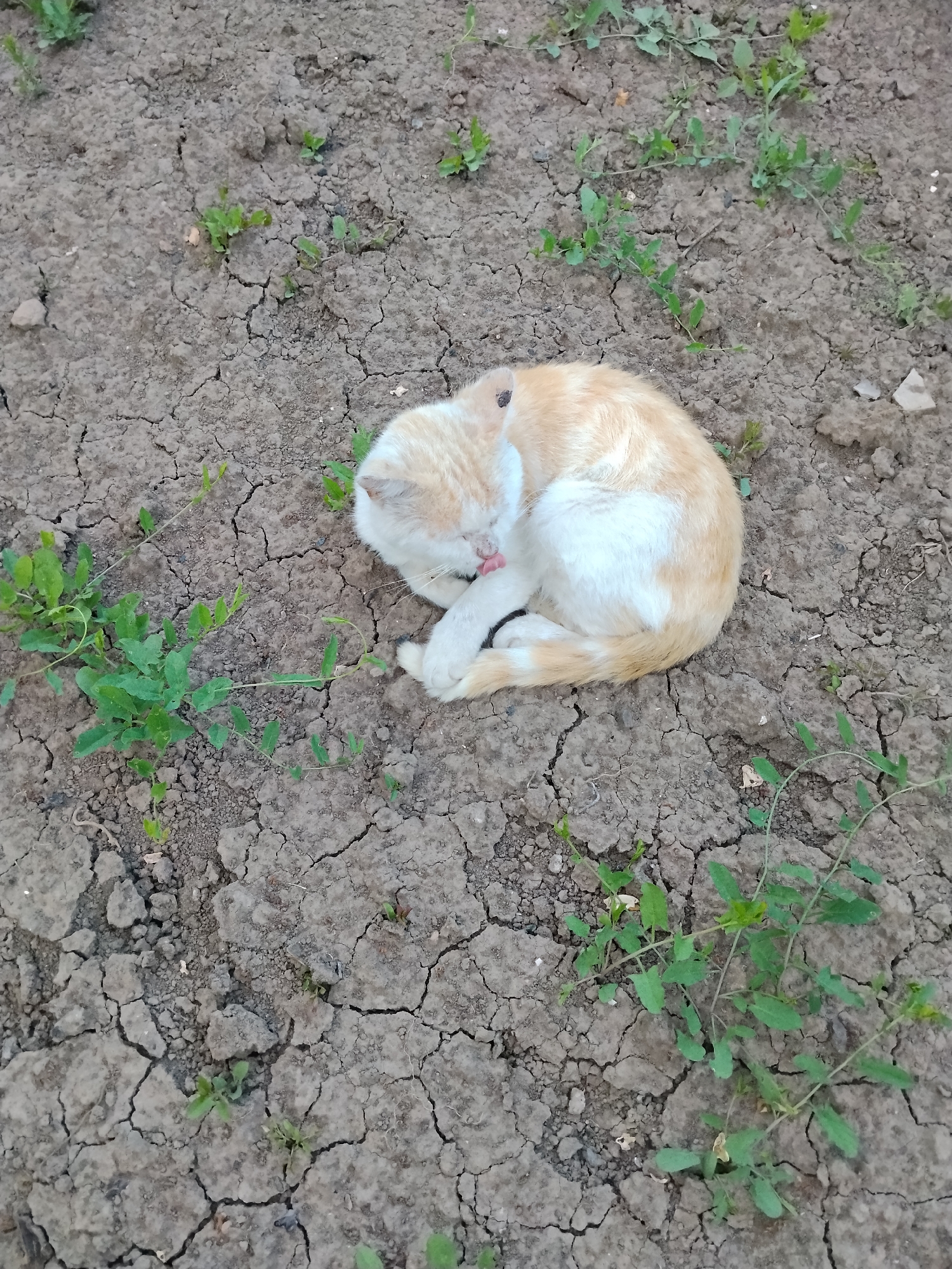 A light orange and white cat is curled up on cracked, dry, grey soil. The cat is grooming itself, with its pink tongue visible. Small green plants are growing in patches among the dry soil. The scene is outdoors, with no visible urban elements.