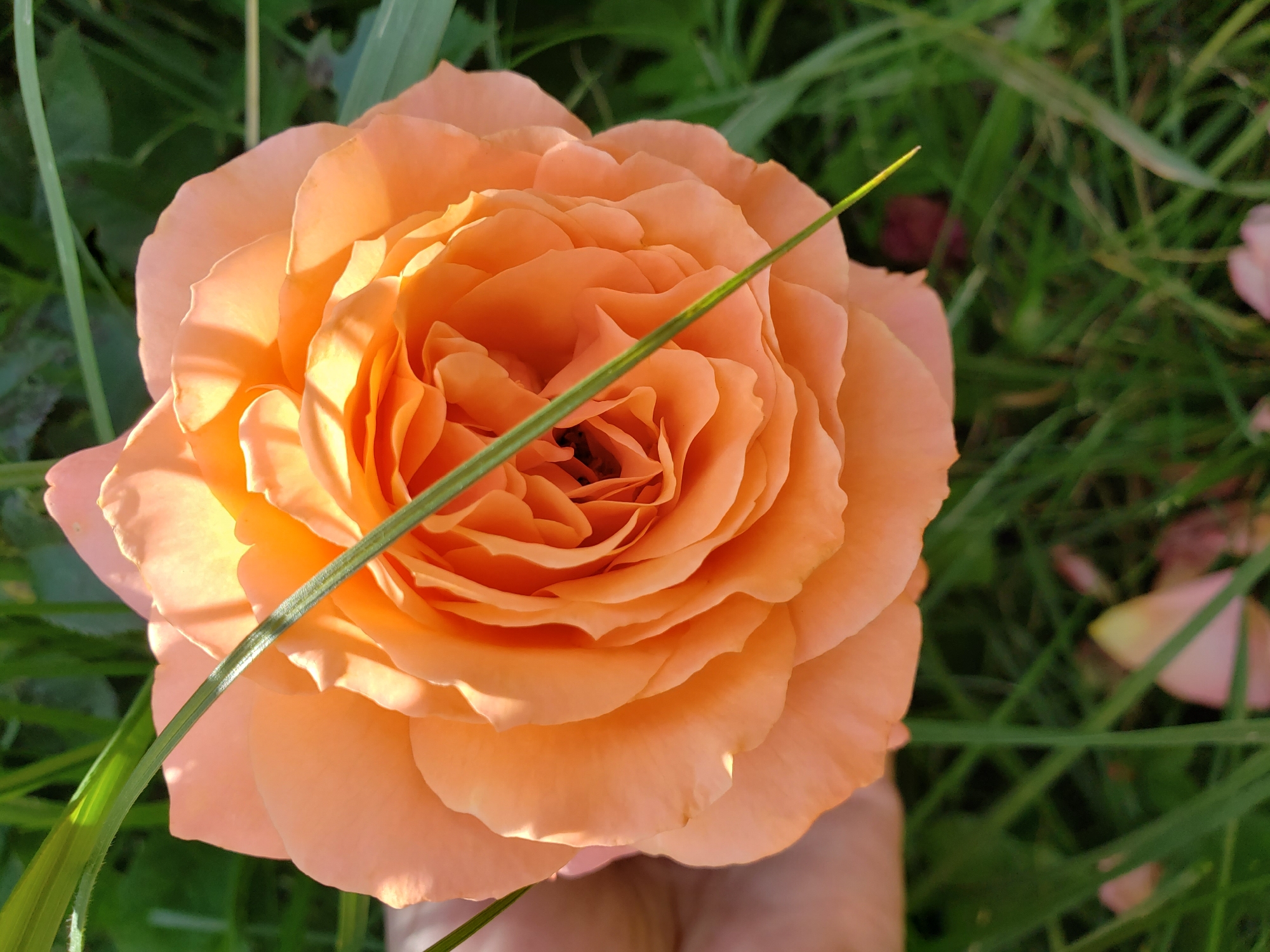 This is a close-up, high-angle shot of a single, fully bloomed peach-colored rose, positioned in the center of the frame. The rose has many tightly layered petals, creating a complex spiral pattern in its center. The petals are soft and velvety, with subtle shadows and highlights that suggest the warm glow of sunlight. A slender green blade of grass diagonally cuts across the rose, with its tip pointing towards the upper right corner of the image. The background is a soft blur of green grass and foliage, with a few out-of-focus pale pink rose petals scattered around. The lighting indicates it is likely daytime, with natural light illuminating the scene. The context provided suggests the location is Nizhny Novgorod, Russia, implying the rose is likely growing outdoors in a garden or natural setting. There is a suggestion of a person's hand or arm in the lower right corner, partially visible and holding or supporting the rose. No text is visible in the image.