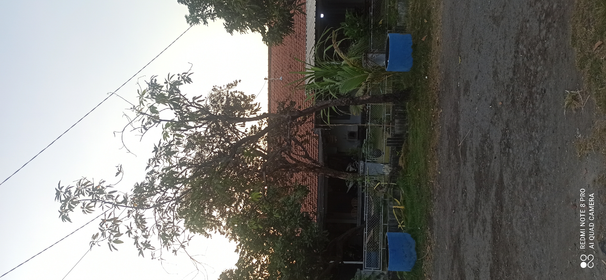 The image depicts a residential scene in Sedati Agung, Indonesia, under a bright, clear sky. The foreground is a dirt road, with patches of dry grass and fallen leaves. Behind the road, a low, manicured lawn is visible, bordered by a wire fence. Two prominent blue cylindrical planters sit on the lawn, one on each side of the frame, adding a pop of color to the otherwise muted landscape.
Beyond the lawn, a traditional Indonesian house with a red tiled roof is partially visible, characterized by its open-sided veranda. Two trees with sparse foliage stand in front of the house, their branches reaching towards the sky. One tree, with a thicker trunk, is positioned in the center, while another, with a more delicate structure, is to its left. A tall, leafy plant with broad green fronds stands to the right of the central tree, close to the house. The overall impression is one of a quiet, rural dwelling, possibly captured during the early morning or late afternoon given the soft light. The image is watermarked with "REDMI NOTE 8 PRO AI QUAD CAMERA," indicating it was taken with a specific mobile device.