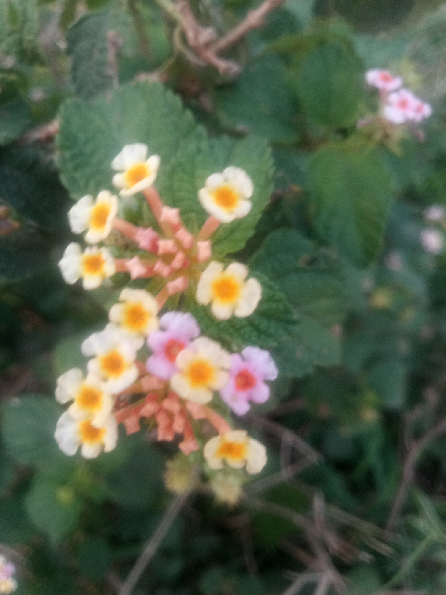 A close-up, out-of-focus shot shows a cluster of small flowers with white and yellow petals and pink accents. The flowers are on green leafy stems against a blurred background of more greenery and dry twigs. The setting is outdoors in natural light.