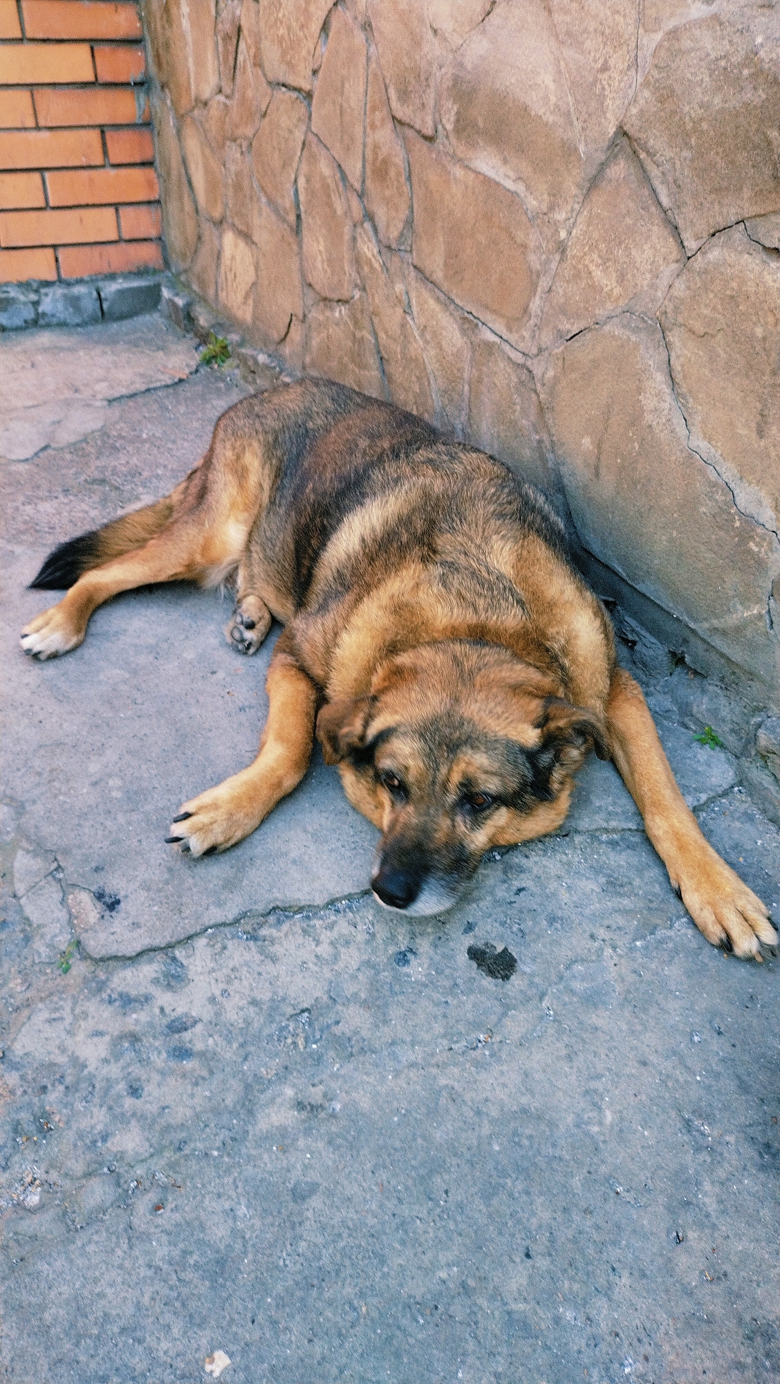 A German Shepherd dog lies on a cracked concrete surface next to a stone wall and a brick wall. The dog is lying on its side, with its head resting on the concrete. Its fur is a mix of brown and black. The stone wall is made of irregular-shaped stones, and the brick wall is made of red bricks. The scene appears to be outdoors in an urban environment, possibly in Horishni Plavni, Ukraine, given the architectural style. There are no people visible in the image. The dog is the sole subject of the image.