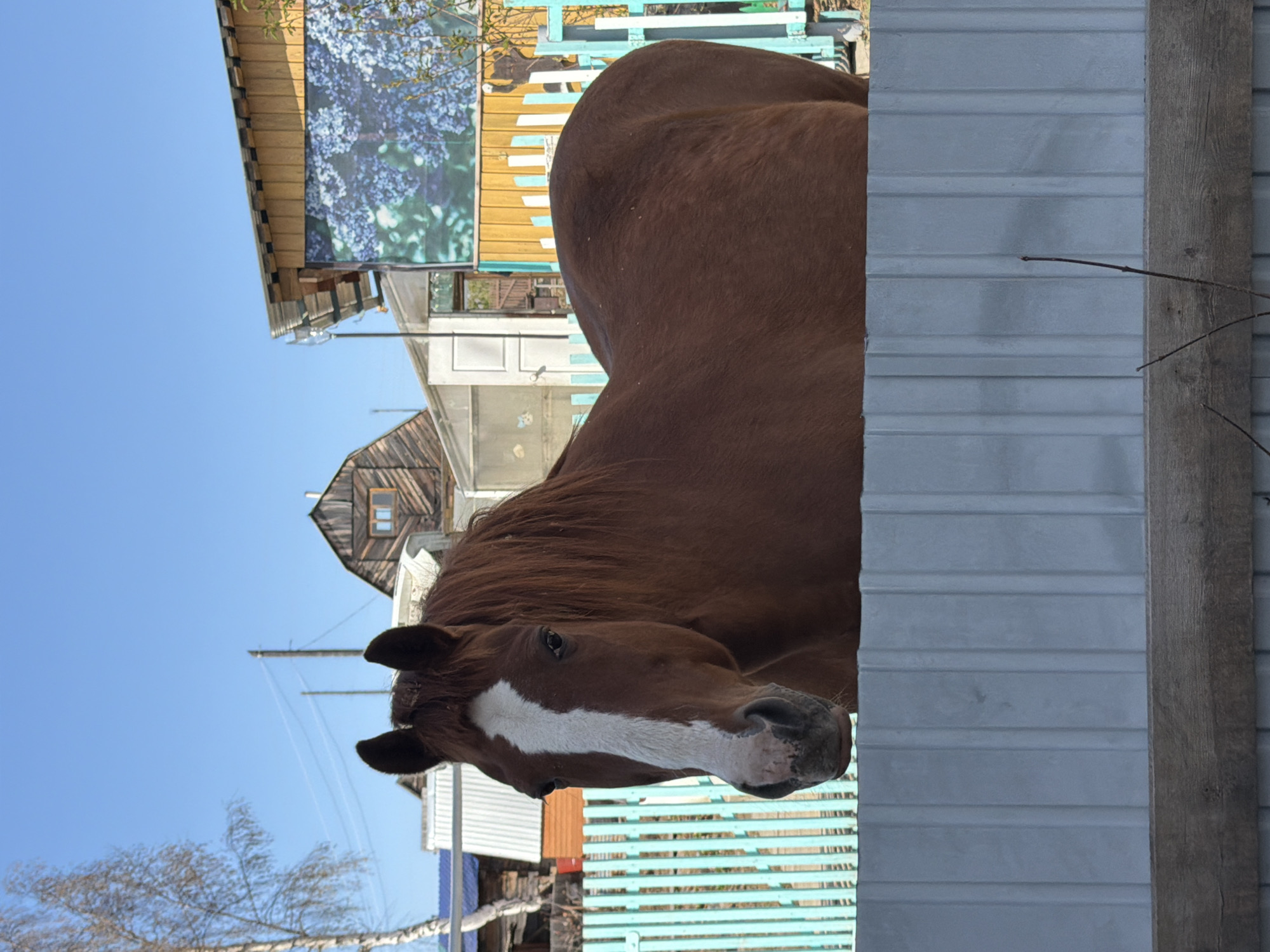 The image shows a brown horse with a white blaze on its face, standing near a light gray corrugated metal fence with a wooden post. The background includes buildings and structures typical of a residential area. The location is Zheleznodorozhny, Russia, as the image was sourced from that location. The environment appears to be a bright, sunny day. A portion of a colorful building or fence is visible behind the horse, along with bare trees and a clear blue sky.