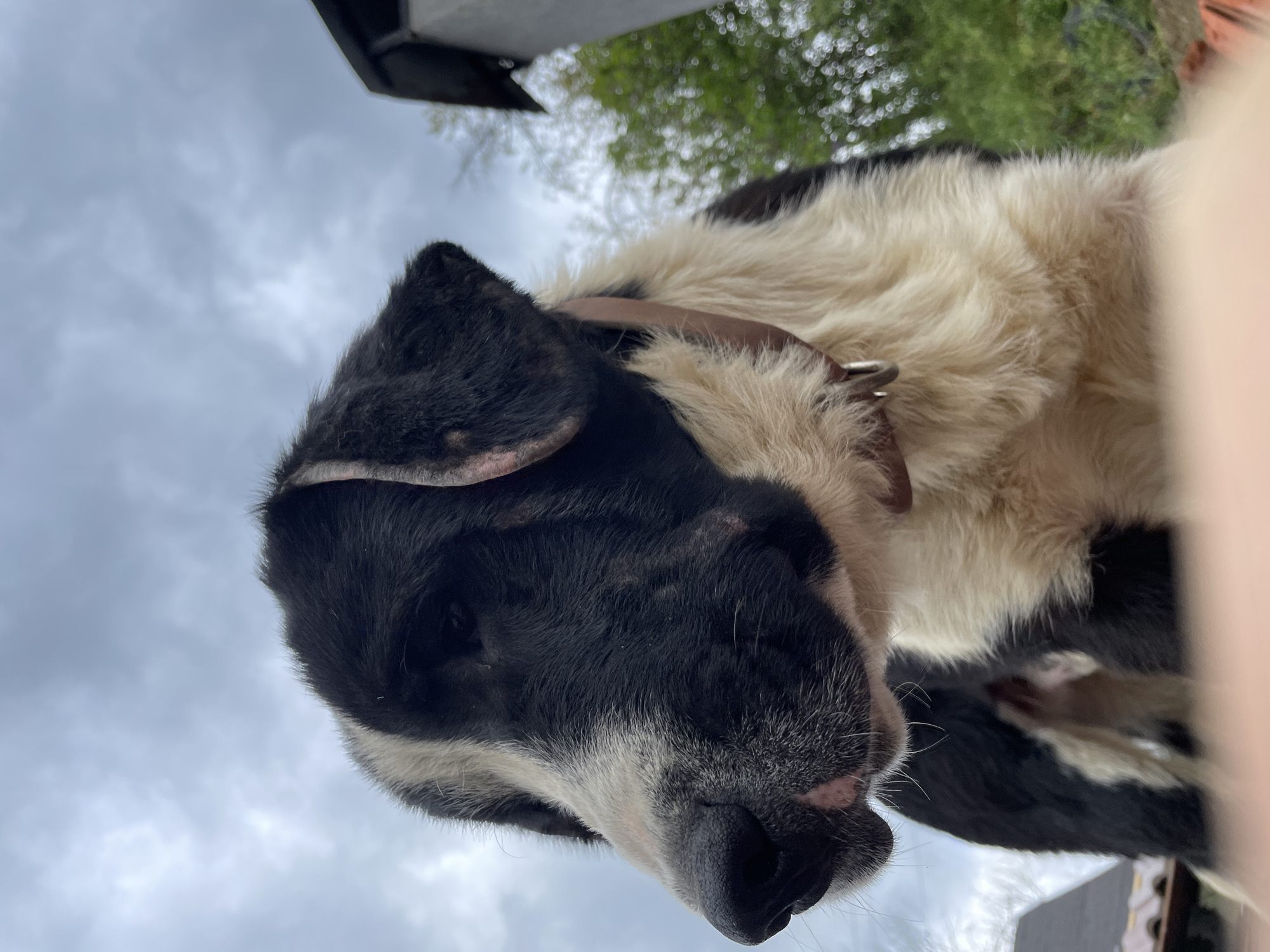 The image features a black and white dog with a brown collar, photographed from a low angle. The dog's head and upper chest are visible, with the nose angled towards the viewer. A cloudy sky and blurry greenery are visible in the background. The city of Zlatograd, Bulgaria, cannot be definitively determined from the visual information provided.