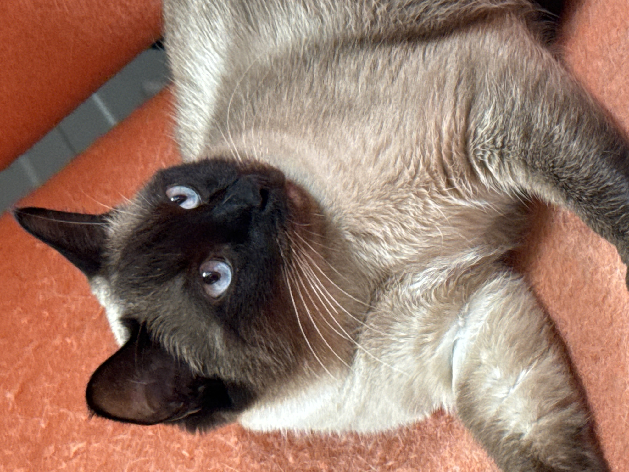 A Siamese cat lies on its back on an orange textured surface. The cat's head is tilted to the left, with its blue eyes looking towards the camera. The cat's fur is a mix of dark brown on the face and ears, fading into a lighter tan on the body. The scene does not contain enough information to determine the location, specifically the city of Steklyannyi, Russia.