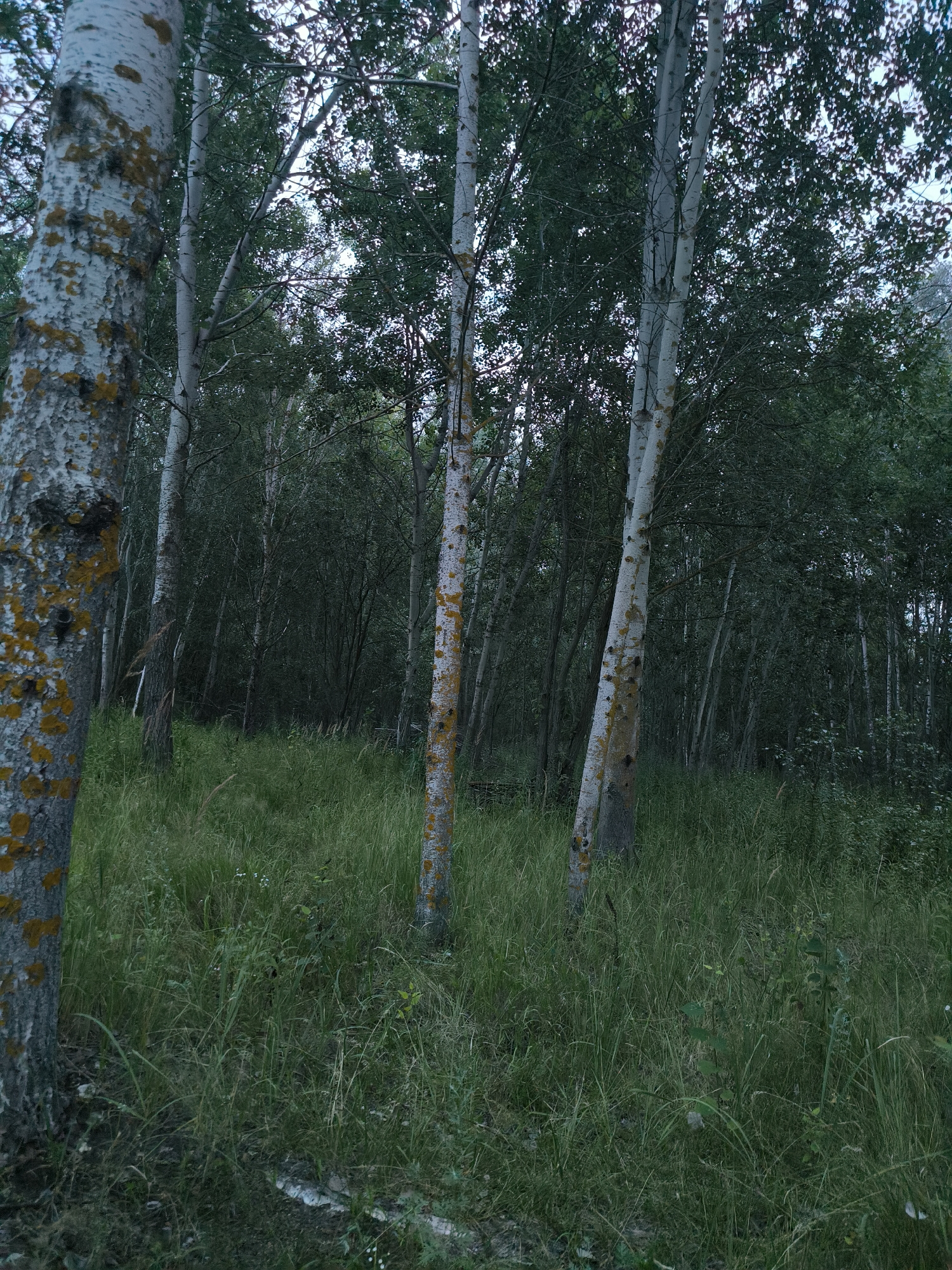 The image depicts a dense forest with an undergrowth of tall, green grass. Several trees with white bark, some showing patches of orange lichen, are scattered throughout the scene. The overall lighting suggests it is either dusk or a heavily overcast day, casting a dim, moody atmosphere over the forest. No people or animals are visible. The environment appears natural and undisturbed, with no artificial structures or signs of human activity. The focus is on the natural textures of the bark, the varied shades of green in the foliage and grass, and the overall depth of the woodland.