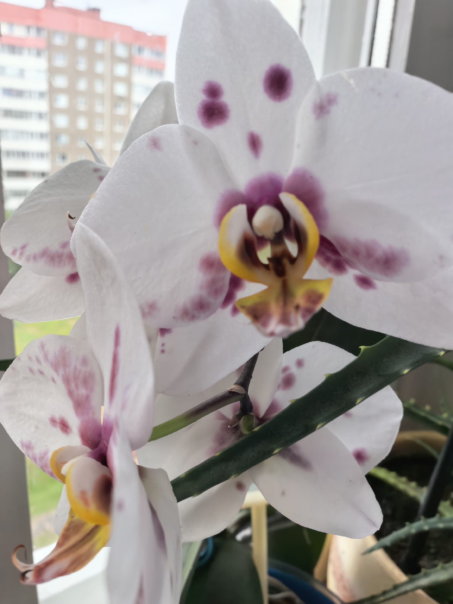 This is a close-up, eye-level, full shot of several white orchids with purple spots on their petals. The orchids are in focus, while the background is blurred. To the left and slightly behind the orchids is a blurred image of a tall building with a red roof, suggesting an urban environment. The building appears to be made of tan-colored brick with numerous windows. A sliver of green can be seen in the bottom left, possibly indicating foliage. A dark green stem with small green projections runs diagonally across the middle of the frame. The orchids have yellow and pink accents in their centers.