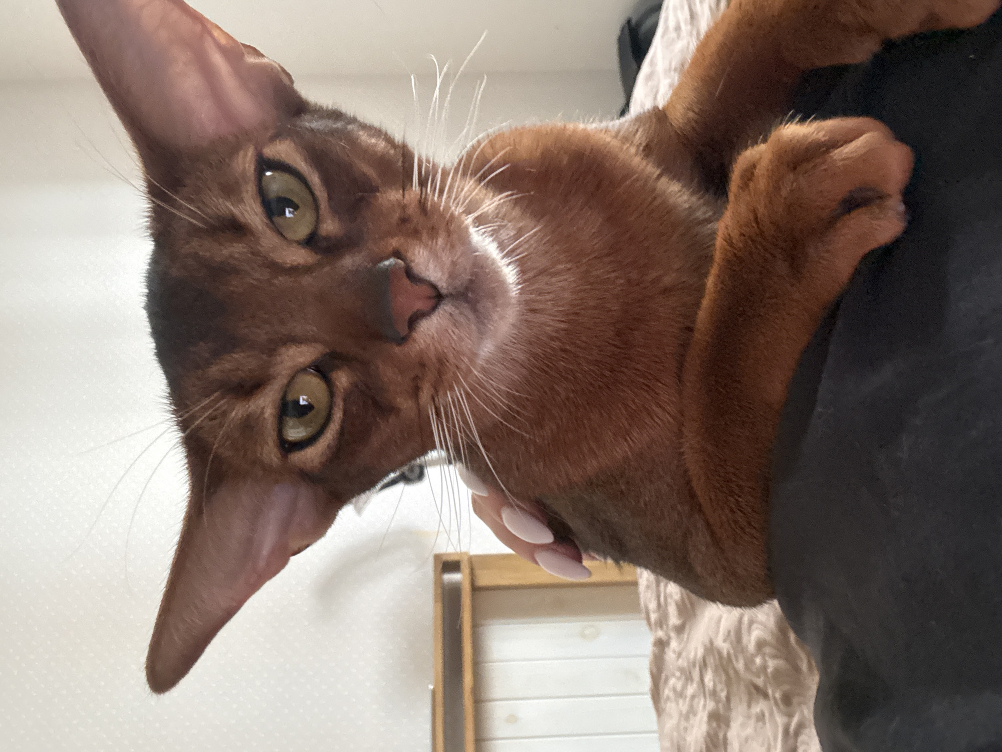 A close-up shot captures an Abyssinian cat with copper-colored fur and large, expressive ears. The cat is positioned on a bed with a textured, light brown comforter, partially covered by a dark fabric. The cat's paws are resting on the dark fabric. A human hand with neatly manicured, light pink nails is visible touching the cat's fur near its ear. In the background, a portion of a wooden nightstand with white paneling is visible. The lighting suggests an indoor setting, possibly a bedroom, with natural light filtering in. The image is a medium shot, focusing on the cat's face and upper body. The scene is indoors and does not provide any specific indicators of the city of Minsk, Belarus.