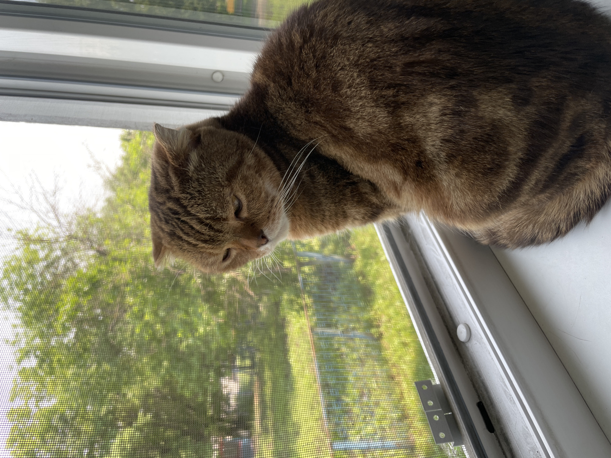 A close-up, vertical shot captures a brown tabby cat with folded ears sitting on a white windowsill, gazing out a screened window. The cat's fur exhibits a distinct striped pattern in shades of brown and black, with lighter brown fur around its face and chest. Its eyes are partially closed, conveying a relaxed or contemplative expression. Outside the window, a blurry background of green trees and grass is visible, hinting at an outdoor environment. The windowsill appears slightly worn, with visible dirt and a small white circular knob. The edge of a white window frame is prominent on the right side of the image. The overall scene is mundane and domestic, suggesting a common household setting. The image does not provide information about the city or specific location, thus it cannot be placed.