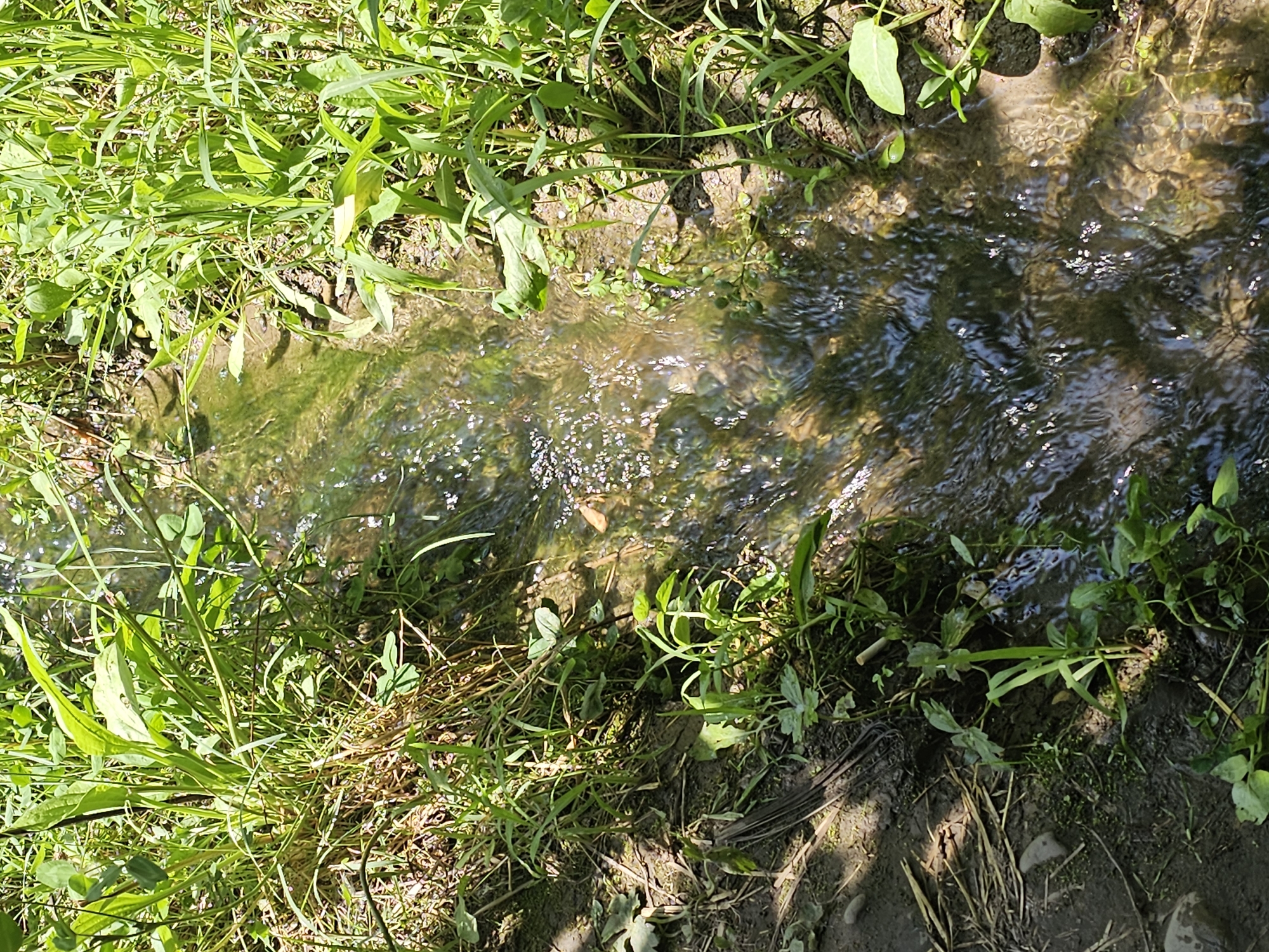 A narrow, shallow stream flows through a natural environment with dense green vegetation along its banks. The water is clear, with visible pebbles and sediment on the streambed. Sunlight filters through the leaves, creating dappled patterns on the water's surface. The surrounding area appears to be a rural or natural landscape, typical of locations like Ден-Булак 2, Kyrgyzstan, characterized by wild grasses, plants, and a muddy embankment. There are no people or man-made structures immediately visible.