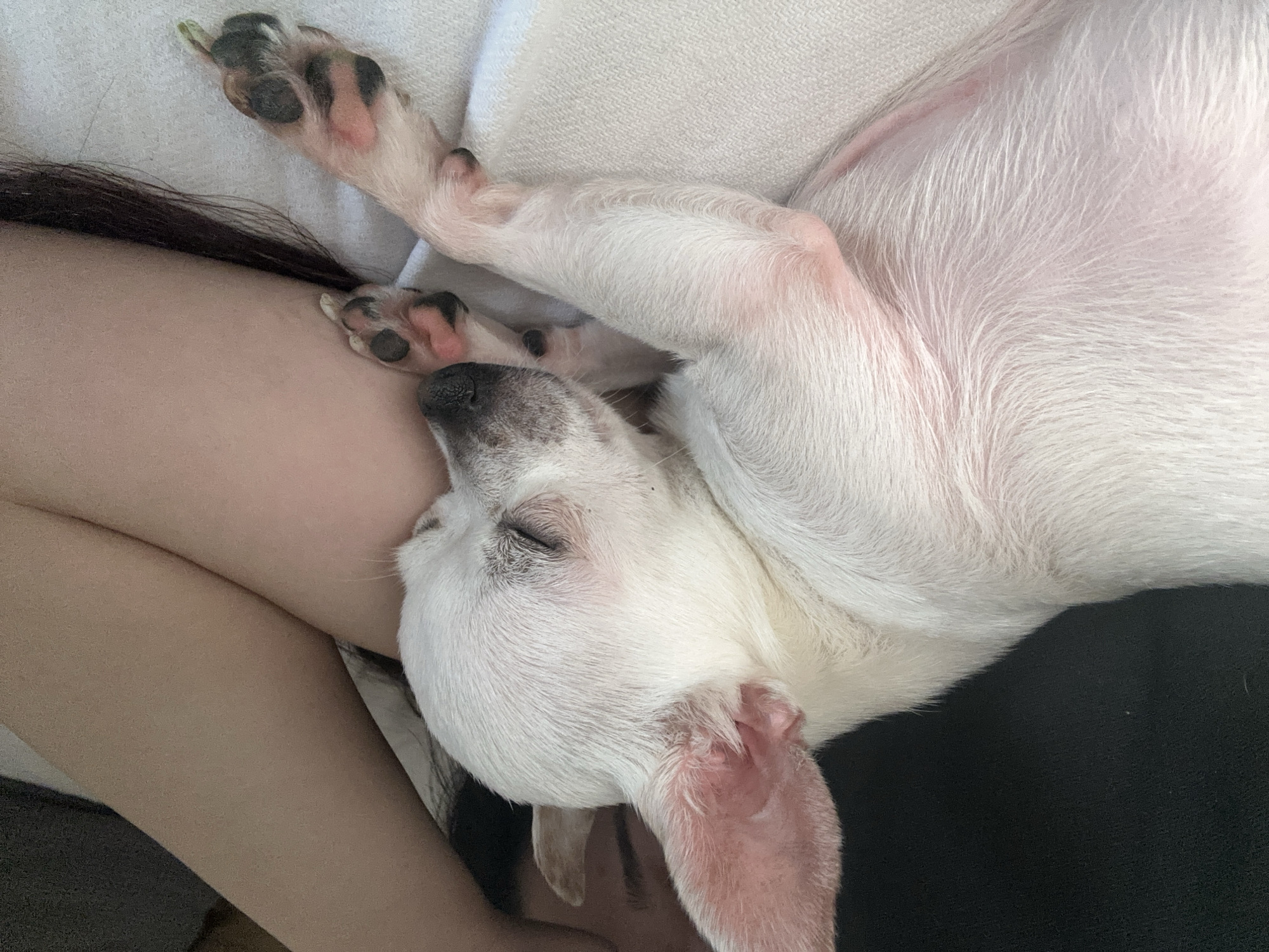 A small, white dog with black-spotted paws sleeps curled up on a person's lap. The person has dark hair and fair skin. The background includes a light-colored blanket or cushion and a dark surface, possibly clothing or a couch. The location is not discernible from the image; there is no indication of being in Skala, Bulgaria.