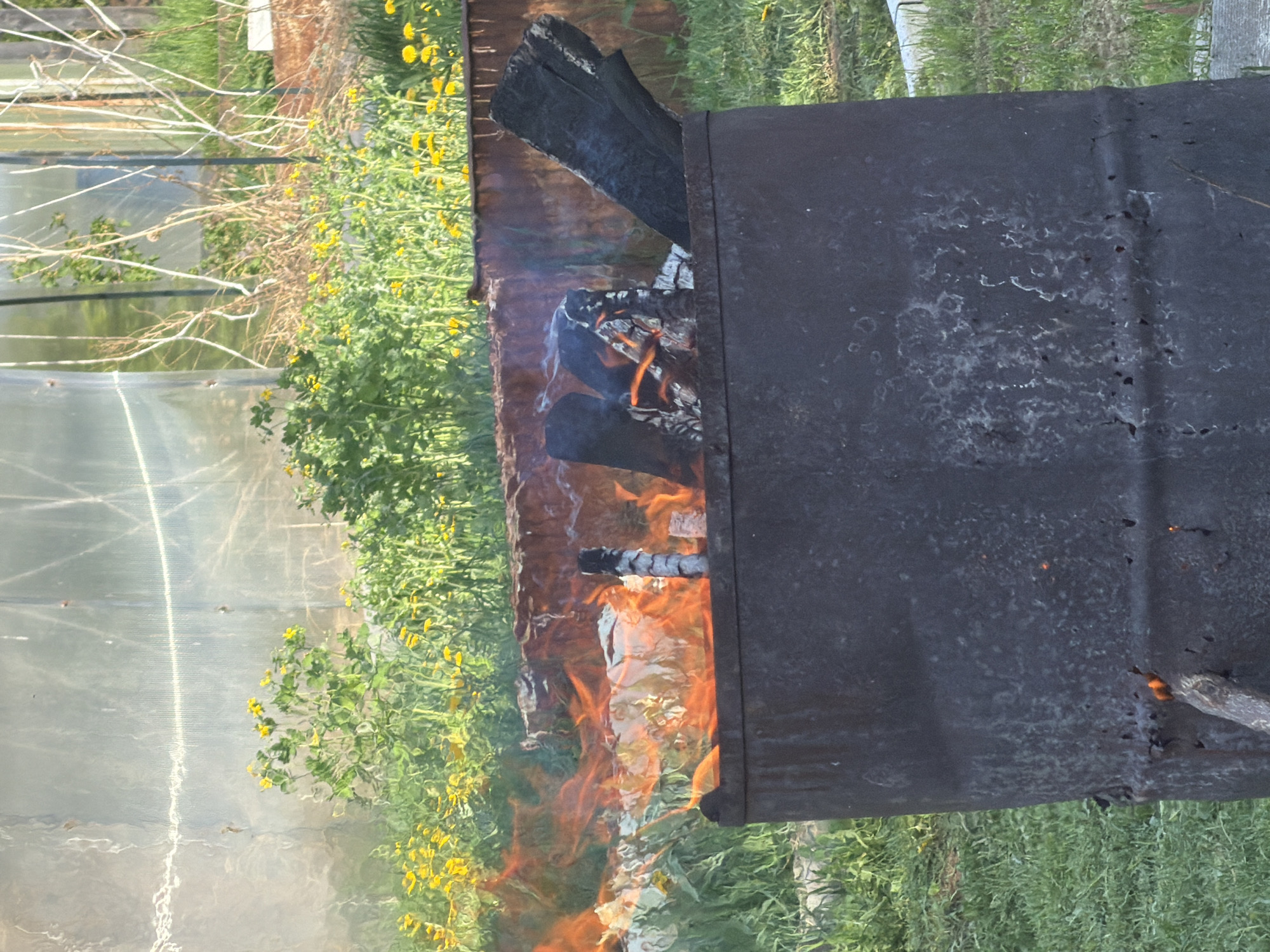 The image shows a metal incinerator barrel burning wood and debris in an outdoor location. The fire is actively burning, with visible flames and smoke. The incinerator appears to be located on a grassy area near a greenhouse. The location may be in the city of Chaikovsky, Russia.