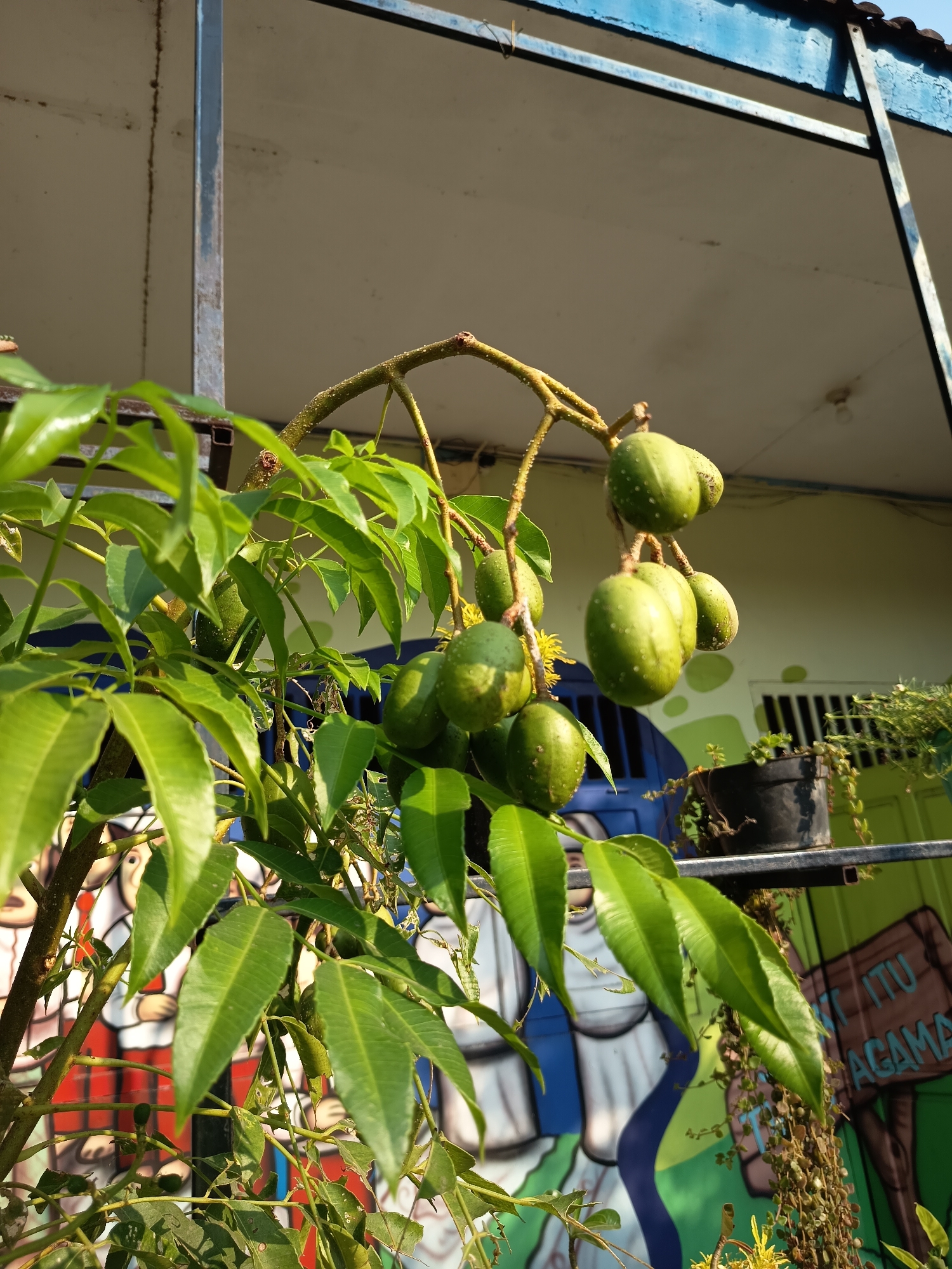 In Gebangan, Indonesia, a vibrant, sunlit outdoor scene features a tree branch laden with green, oval-shaped fruits, possibly ambarella or hog plum, dotting its surface. The fruits, clustered together, hang from a thin, brown stem adorned with small white speckles. Accompanying the fruit are lush, green leaves, some of which appear slightly torn or withered, hinting at natural wear and tear. The background reveals a building with a pale, textured wall, partially obscured by a bright blue overhang and a dark metal structure. Below the fruits and foliage, a colorful mural depicts stylized figures in white robes with red and blue accents, adding a touch of artistic flair to the environment. A black pot containing a small, leafy plant sits on a shelf, juxtaposed with a cascade of dried, trailing vines. The overall impression is one of natural abundance set against a backdrop of urban artistry.