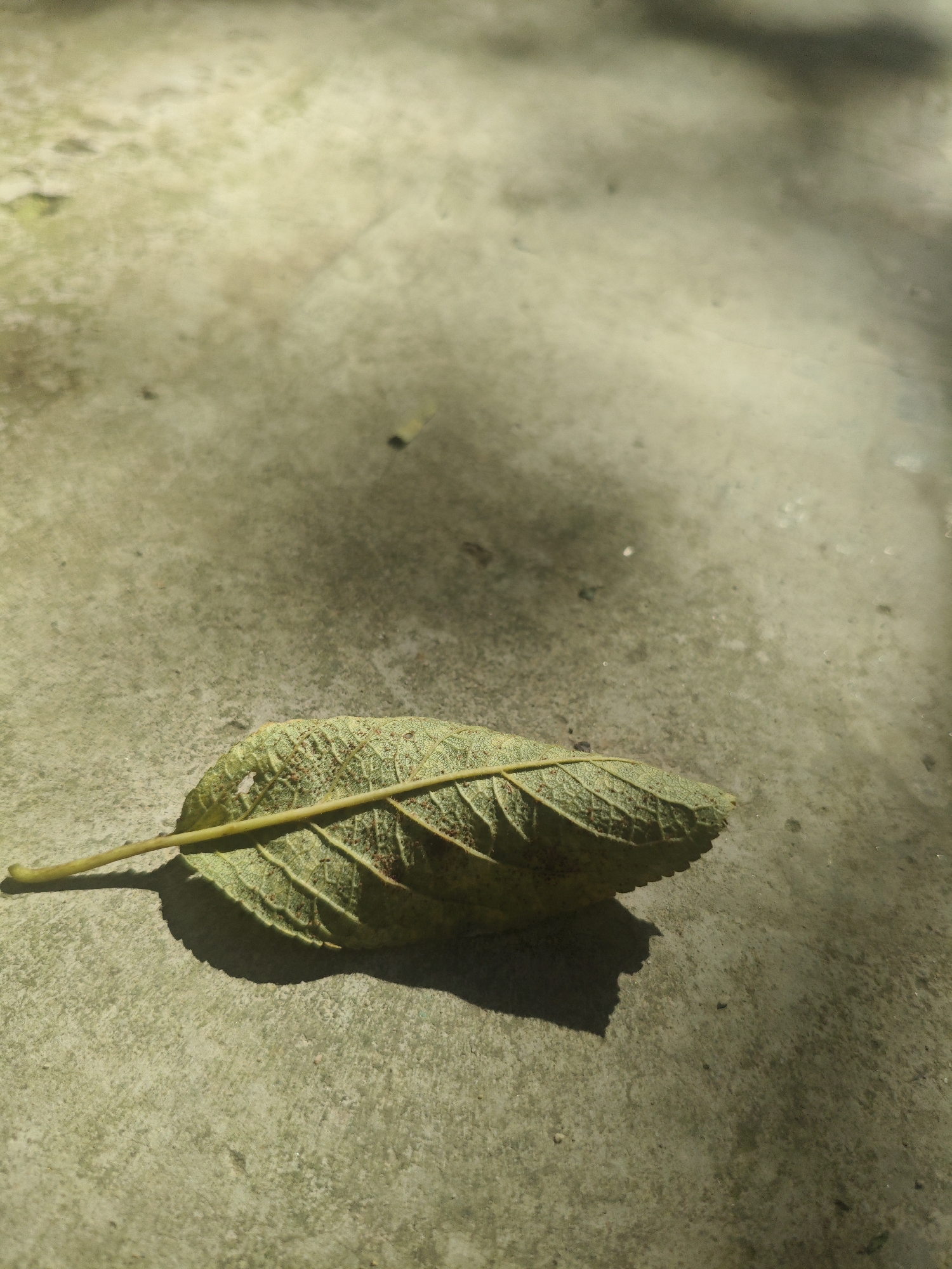 A single, green, partially decayed leaf rests on a rough, gray concrete surface. The leaf has visible veins and some small brown spots. A thin stem extends from the left side of the leaf, casting a shadow on the concrete. The concrete surface is uneven and shows signs of wear and tear. Sunlight casts dappled shadows across the scene, suggesting an outdoor environment. There are no people or other objects visible in the frame. The image appears to have been taken from a slightly elevated perspective, looking down at the leaf. The location is not specified beyond being in Armavir, Russia, and the image itself does not contain any elements that would allow for further geographical or contextual identification within that city.