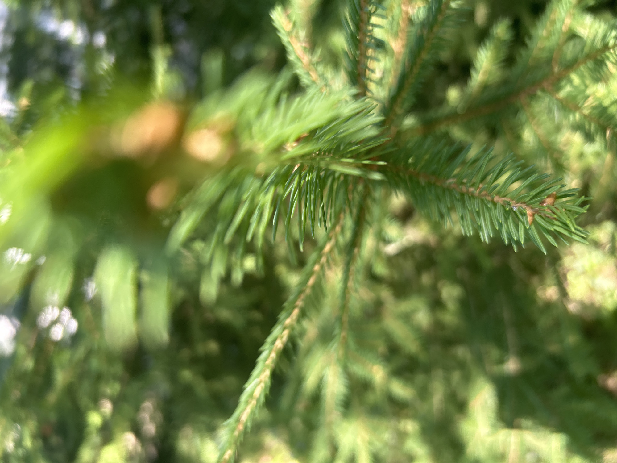 The image shows a close-up, shallow-depth-of-field view of pine needles and branches, typical of a coniferous forest. The needles are green and sharp, with some brown accents indicating older growth or dried parts. The background is a blur of green and light, suggesting sunlight filtering through the trees. The scene appears to be in a natural outdoor environment, likely a forest or park, with no discernible urban elements. There are no people, animals, or man-made objects visible. The specific location in Kalitsino, Russia, cannot be determined from the visual information in the image alone.