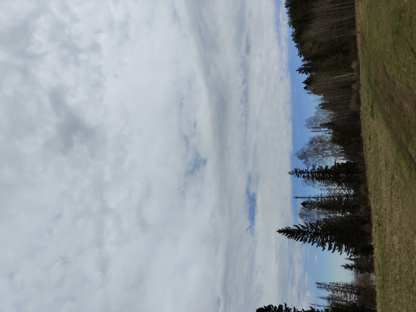 The image depicts a serene natural landscape, with the horizon dividing the sky from a forest line and a grassy field. The sky occupies a significant portion of the frame, predominantly filled with a mix of white and light grey stratocumulus clouds, which appear to stretch horizontally. Patches of clear blue sky are visible through and between these clouds.
Below the sky, a dense and varied line of trees forms the edge of a forest, stretching across the middle ground. This tree line consists of both dark green coniferous trees, possibly spruces or firs, and numerous deciduous trees with bare branches, suggesting the image was captured during early spring or late autumn when foliage is sparse.
To the right of the forest, a wide, open grassy field is visible. The grass appears dry and yellowish-green, consistent with the dormant season indicated by the deciduous trees. Faint, parallel tracks, possibly from vehicles or footpaths, traverse the field.
The scene captures a tranquil daytime moment under a partially cloudy but bright sky. No people, animals, or man-made structures are visible. There is no visible text in the image. The setting suggests a rural or wilderness area, aligning with the provided location context of Ольховка, Russia.