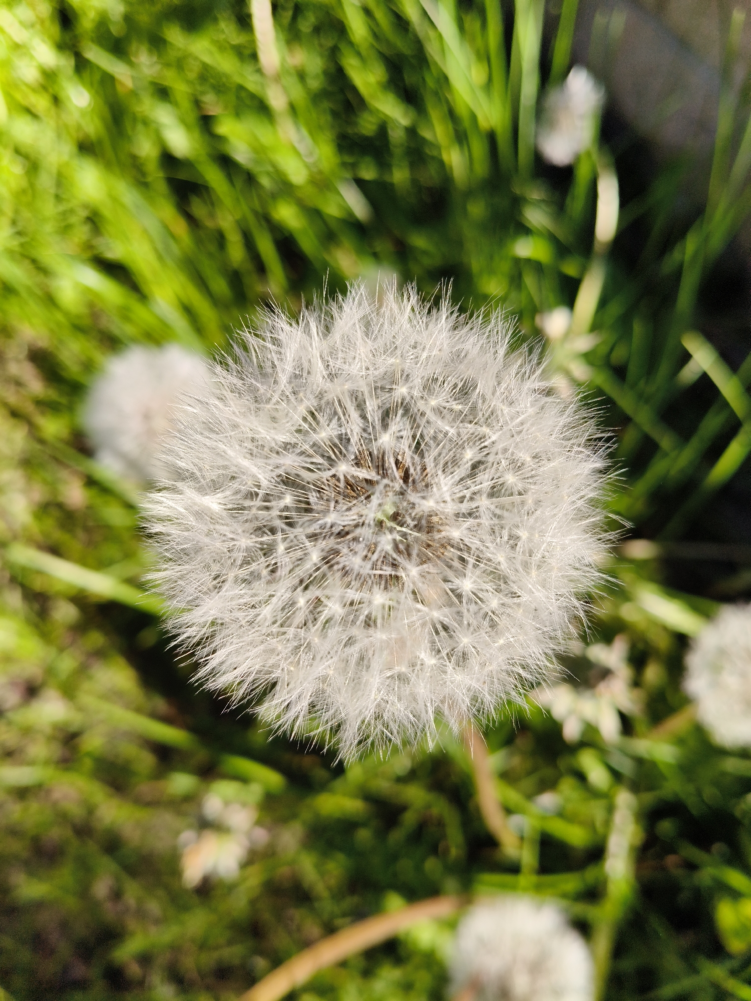 A single, mature dandelion seed head (Taraxacum officinale) is prominently centered in the foreground of the image, appearing as a spherical mass of delicate white, feathery pappus structures. These structures are illuminated, indicating bright ambient light. The background is composed entirely of out-of-focus, vibrant green foliage, primarily grass, with several other blurred dandelion seed heads partially visible in the midground and distant background. The perspective is a close-up, downward angle, isolating the main dandelion from its surroundings. No individuals, animals, or discernible actions are present. The specific location is unknown, in the city of Unknown, Unknown.