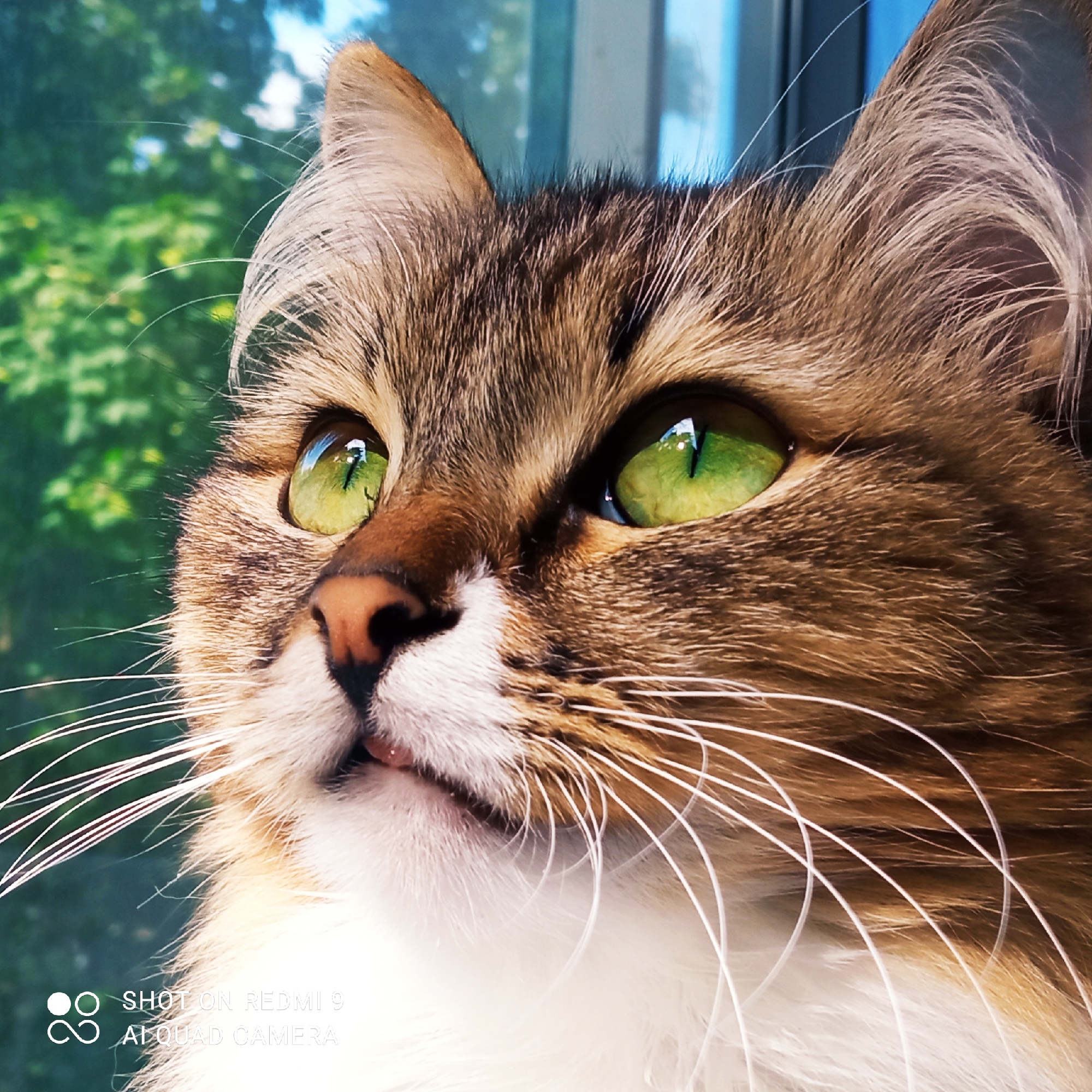 An extreme close-up shot of a tabby cat's face, taken from a low angle. The cat has striking, vibrant green eyes with slit pupils, reflecting light. Its fur is a mix of brown, black, and white. Long, white whiskers fan out from its muzzle. The cat's nose is pink, and its mouth is slightly open, revealing a hint of its pink tongue. The background is a soft-focus blur of green foliage and a bright blue sky, suggesting an outdoor setting near a window or glass door. In the bottom left corner, white text reads "SHOT ON REDMI 9 AI QUAD CAMERA," indicating the device used for capture. The image does not contain any elements that would allow for determination of its location in Chaikovsky, Russia, or any other specific urban area.