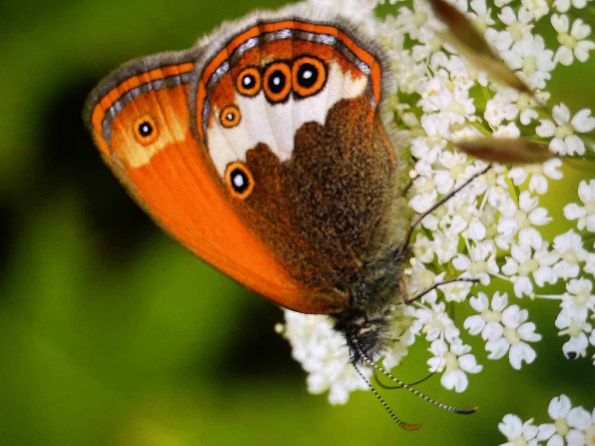 This is a close-up, macro photograph of a butterfly resting on a cluster of small white flowers. The butterfly's wings are predominantly orange, with a distinct pattern of eyespots. The eyespots on the visible wing are concentric circles of black, white, and orange. The upper edge of the wing has a band of gray and thin orange lines. The butterfly's body is fuzzy and dark brown. Its antennae are visible, thin and segmented. The flowers are delicate, with multiple small petals, and are clustered together. The background is a soft, out-of-focus green, suggesting foliage. The lighting appears to be natural daylight, highlighting the details of the butterfly and flowers. The image captures a moment of stillness, with the butterfly seemingly at rest or feeding on the flowers. No text is visible in the image. The location context is Keudebayu, Indonesia.
