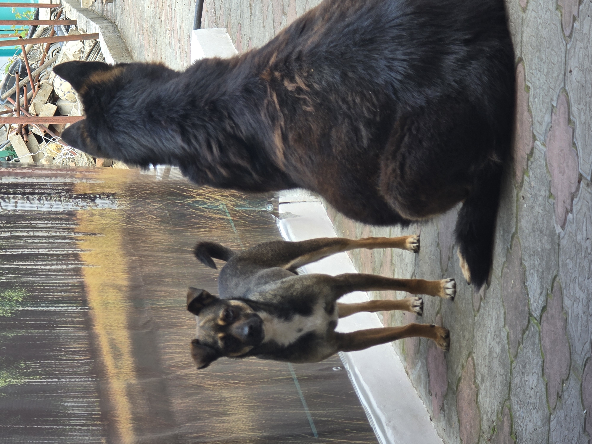 The image, taken in Nova Kakhovka, Ukraine, depicts two dogs in an outdoor setting during daytime. In the foreground, a large, dark-furred dog, likely a mix with black and dark brown markings, is seen from behind and to its side. Its head is turned slightly to the left, and it appears to be standing or walking away from the viewer.
Further into the mid-ground, a smaller dog stands, facing and looking directly at the camera. This dog has a mixed coat of brown, black, and white, with distinct pointed ears and a white patch on its chest. Its legs are slender and brown.
The ground beneath the dogs is paved with interlocking concrete blocks in a patterned design, featuring shades of gray and faint reddish-pink. In the background, behind the dogs, there is an area with construction debris, including concrete blocks, metal rebar, and what appears to be a partially visible white soccer ball among the rubble. A textured, possibly painted, surface or fence runs vertically in the background, behind the smaller dog. The lighting is bright and natural, suggesting a clear day. No visible text is present in the image.