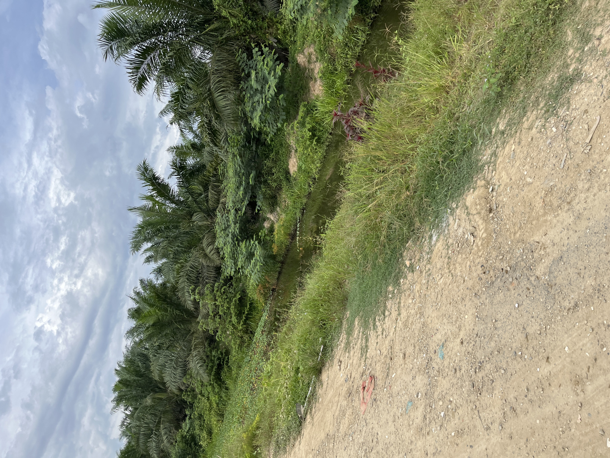 The image depicts an outdoor scene that appears to be in a rural or natural setting, likely in Bundar, Indonesia. The primary subjects are a line of palm trees to the left, dense green vegetation, and a dirt path or road on the right. A narrow body of water, possibly a ditch or small stream, runs between the vegetation and the path. The sky is cloudy with a mix of light and darker grey clouds, suggesting it is daytime, possibly late morning or afternoon.
There are no people or specific objects that stand out as the main focus, aside from the natural elements. The palm trees are lush and green, with their fronds extending towards the sky. The vegetation is varied, including tall grasses and smaller plants, some with reddish-purple leaves. The dirt path is rough and uneven, with scattered small stones and some debris, including a piece of red plastic material. The overall impression is one of a natural, possibly somewhat untamed landscape.
The time of day is indicated by the lighting, which is relatively diffused due to the cloudy sky. There are no explicit cues about the weather other than the clouds. The location context of Bundar, Indonesia, suggests a tropical or subtropical environment, which is consistent with the presence of palm trees and lush vegetation. There is no visible text in the image. The scene evokes a sense of natural tranquility, with no specific emotions being conveyed.