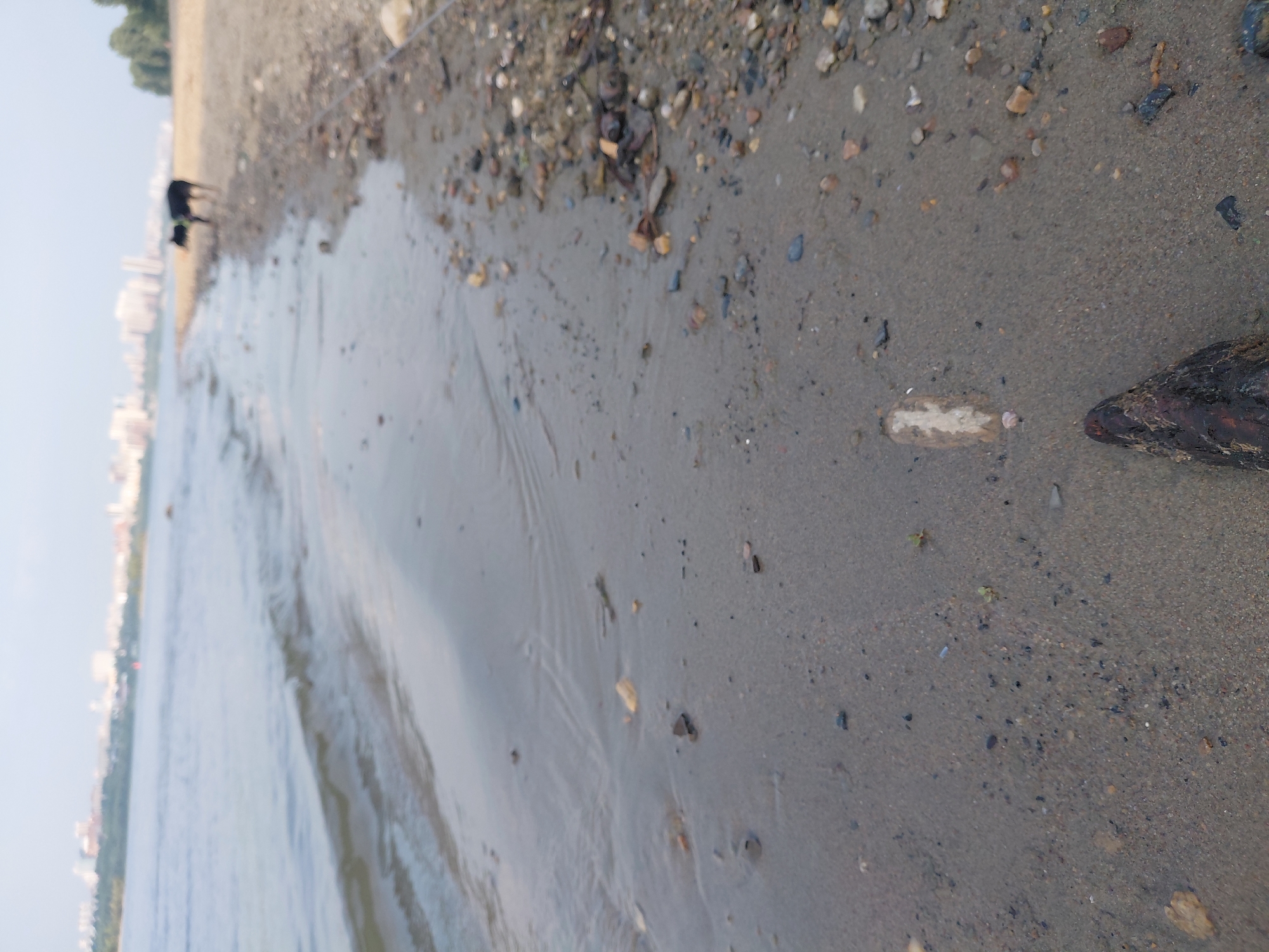 The image shows a view of a sandy riverbank in Novosibirsk, Russia, likely along the Ob River. In the foreground, a piece of dark, weathered wood is partially submerged in the wet sand near the water's edge. The sand is littered with small stones and pebbles. The shallow water gently laps the shore, creating small ripples. In the middle ground, a dark-colored dog with a yellow collar stands on the dry part of the riverbank, facing away from the camera. Beyond the dog, a distant cityscape with buildings is visible across the water, characteristic of Novosibirsk's skyline. The sky is overcast and pale. The overall scene depicts a quiet, natural setting within or near an urban environment.
