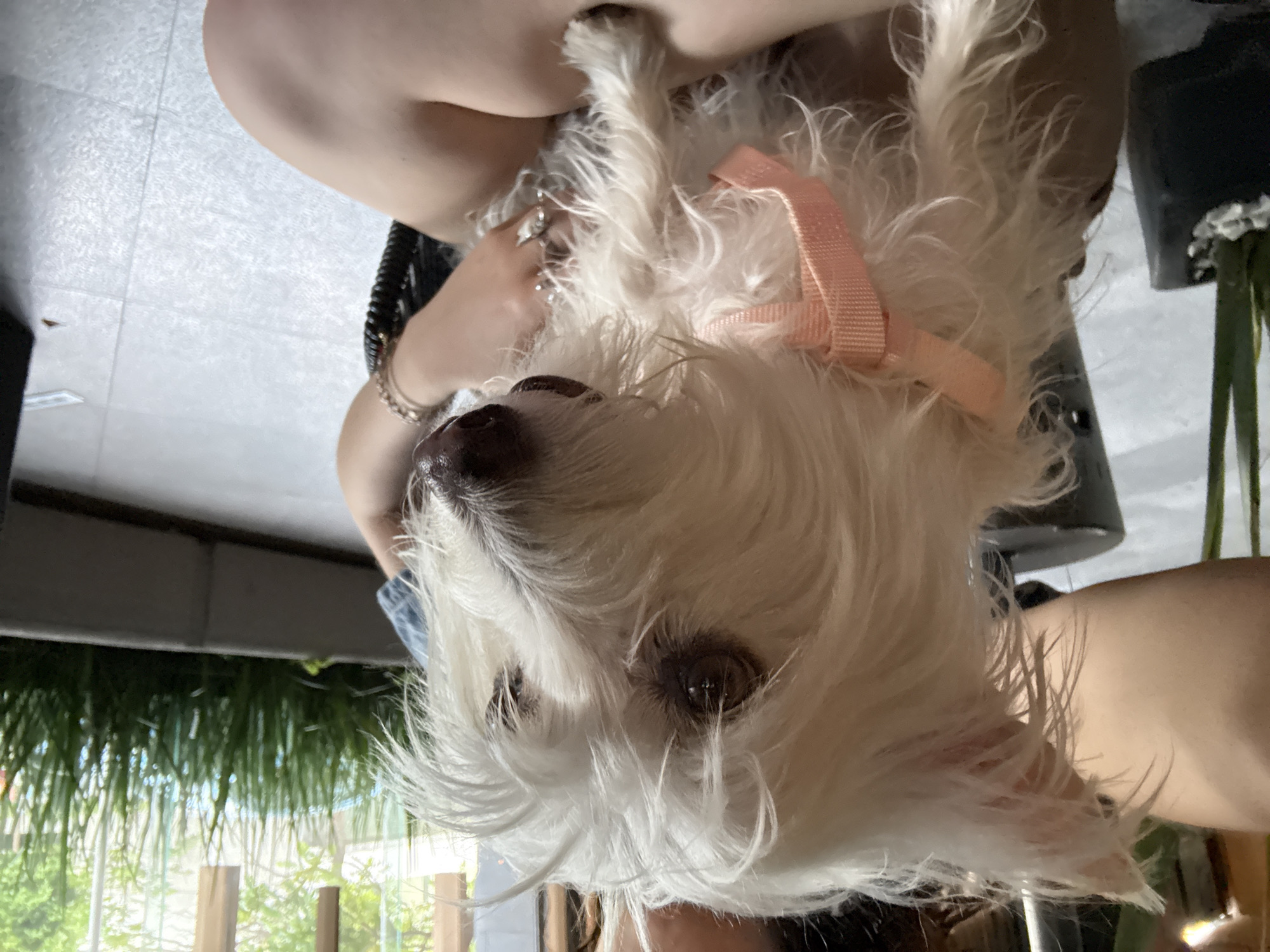 A close-up, upside-down view shows a small, white, fluffy dog with a pink harness held in a person's lap. The person's legs are visible, as are their hands with multiple rings and a bracelet. The background includes green foliage and a partial view of a window. The location is not discernible as San Bernardino Tlaxcalancingo, Mexico.