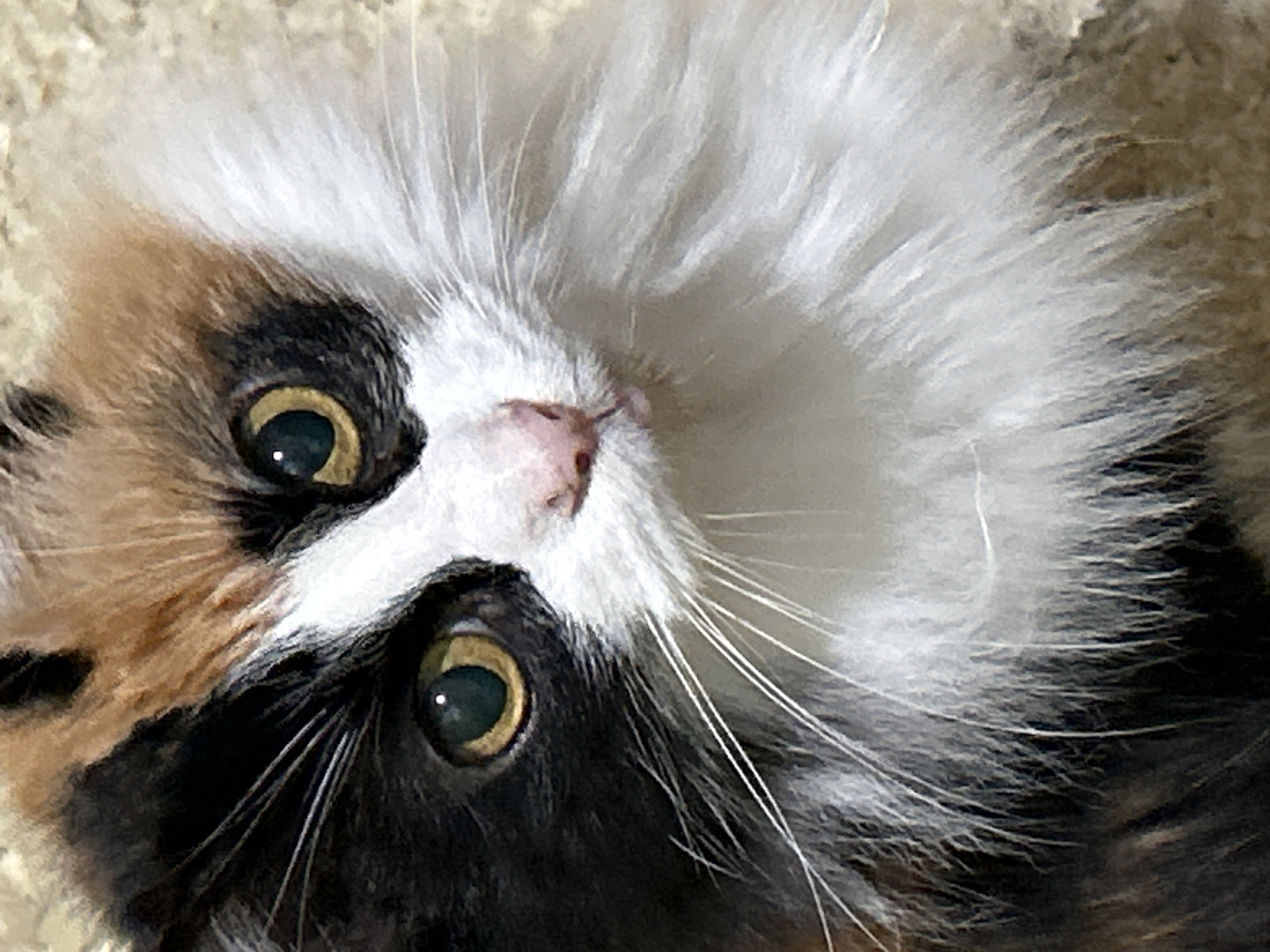 This is a close-up, eye-level, indoor photograph of a calico cat's face. The cat has patches of black, white, and orange fur. Its eyes are a bright green-yellow with dark pupils. The cat's nose is pink, and its mouth is slightly open, revealing a small pink tongue. Long white whiskers extend from its muzzle. The background is a textured, light-colored surface, possibly a wall or floor. There is no indication of the city of Buenos Aires, Argentina, or any outdoor elements in the image.