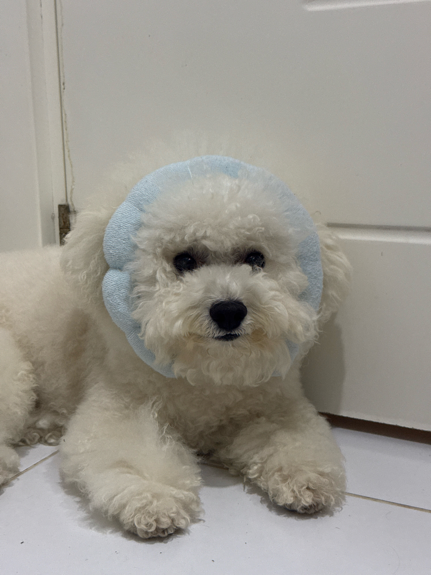A white Bichon Frise dog, wearing a light blue, padded ear covering, lies on a white tiled floor in front of a white door. The dog is facing the camera with its head slightly tilted. Its fur is curly and fluffy, and it has dark eyes and a black nose. The ear covering is round and appears to be made of soft fabric, with a visible seam along its edge. The background consists of a plain white door and a thin vertical line that may indicate a door frame or a joint. The lighting is even, and there are no other visible objects or subjects in the frame. The location is not identifiable as Antalya, Turkey.