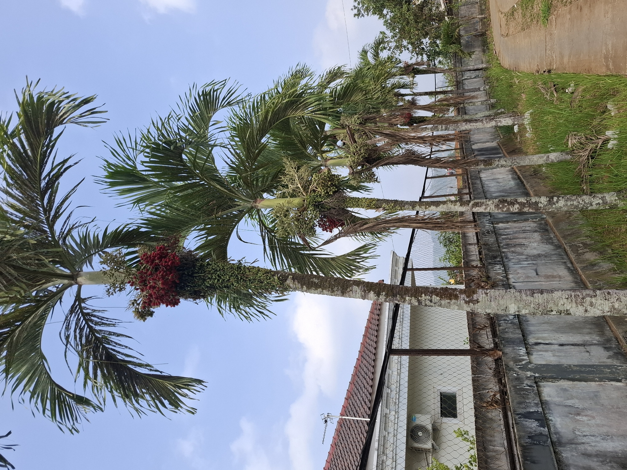 The image depicts a row of palm trees with red and green fruits lining a concrete pathway and a low wall. Beyond the wall is a white building with a red-tiled roof and an air conditioning unit. A wire fence separates the building from the palm trees. The sky is blue with some white clouds. The scene appears to be in Kutasirna, Indonesia.