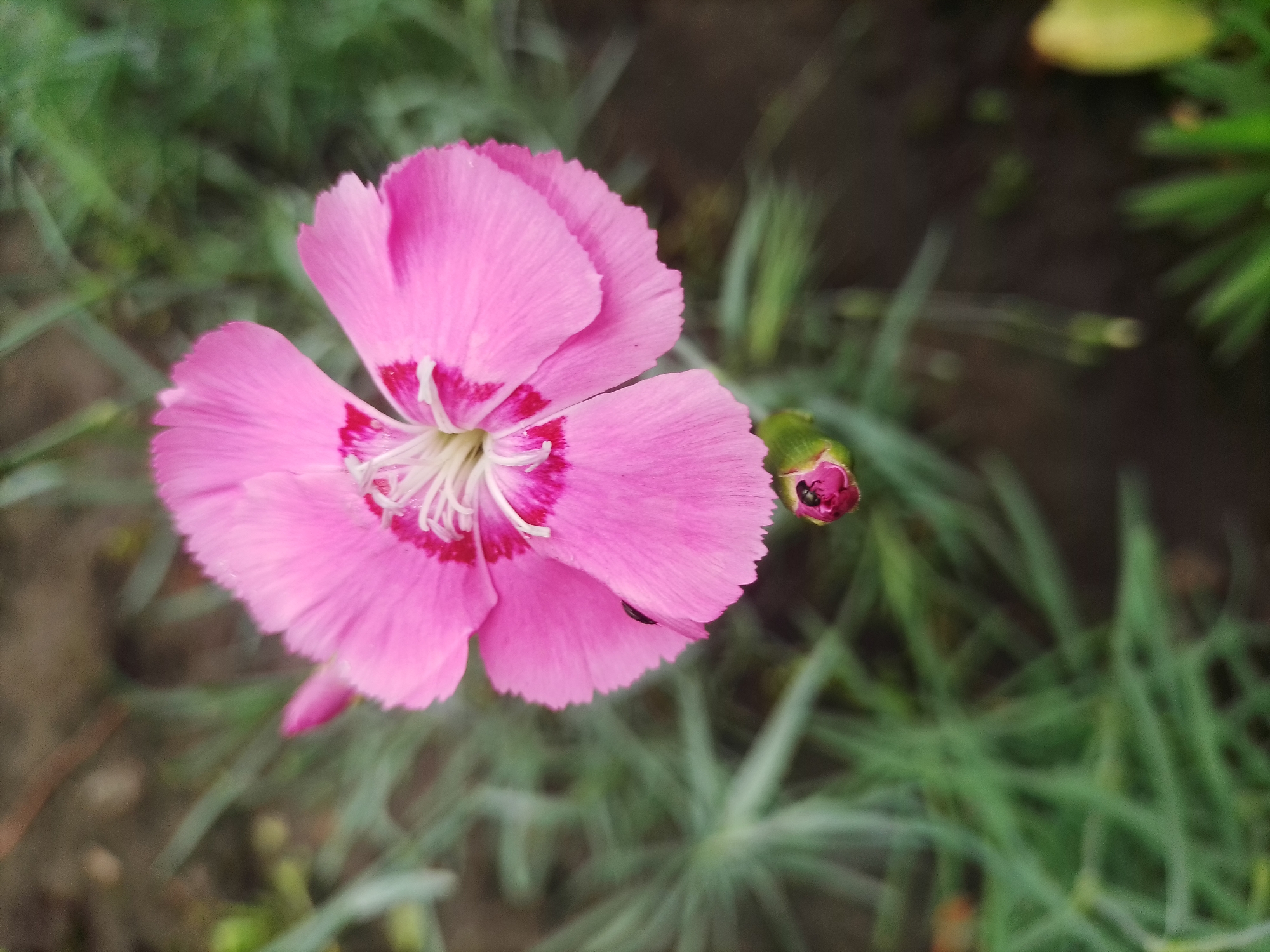 A close-up, eye-level, outdoor shot captures a vibrant pink carnation in full bloom, its delicate petals fanning out. The flower is centered in the frame, with its serrated edges slightly blurred, indicating movement or shallow depth of field. At the center of the bloom, a cluster of white stamens is visible, contrasting with a deep pink or red hue at the base of each petal. To the right of the main flower, a small, unopened pink bud is present, with a tiny black insect, possibly a ladybug, perched on its side. The background consists of out-of-focus green foliage and dark soil, suggesting a garden or natural setting. The scene is bathed in natural light, casting soft shadows. The image does not contain any identifiable landmarks or features that would place it specifically in Myrhorod, Ukraine.