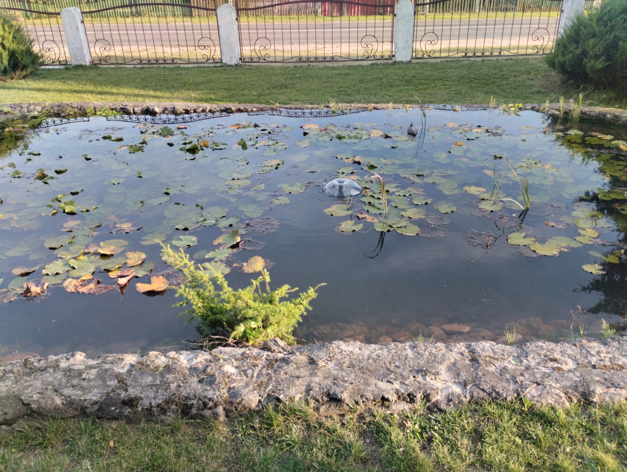 This image captures an outdoor scene featuring a pond with lily pads and a small fountain. The pond is surrounded by a low stone wall, and beyond that, a well-maintained lawn and a decorative metal fence with white pillars. The fence encloses a road or pathway. A small, green shrub is visible to the left of the pond. A solitary gray bird is present in the water. The setting appears to be a public space or a private garden, likely within the Вішнеўскі сельскі Савет region of Belarus, given the context provided. The lighting suggests it is daytime, with the sun casting shadows and highlighting details.
