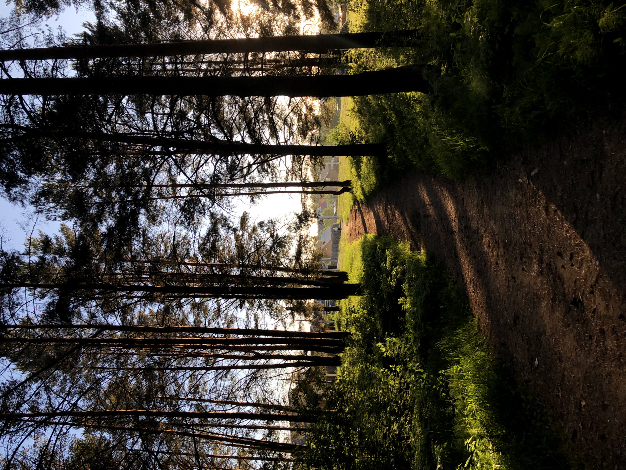 The image shows a dirt path in a wooded area in Chaikovsky, Russia. The path is lined with tall, thin trees on the left and green foliage on the right. The sun is shining through the trees in the distance, creating a bright spot in the center of the image. The perspective is from a low angle, looking up the path. No people are visible. Buildings and fences can be discerned at the end of the path.