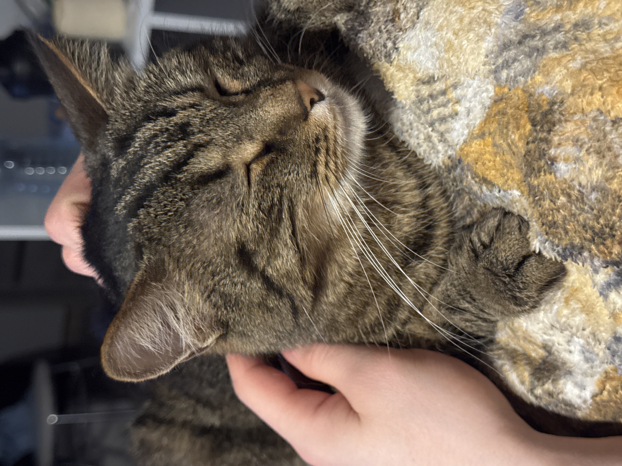 A tabby cat with brown and black striped fur is being cradled in someone's hands. The cat's eyes are closed, suggesting it is relaxed or sleeping. The cat's head rests against a textured blanket or fabric with a beige and grey pattern. The hand supporting the cat is fair-skinned. The background is slightly blurred, indicating it is not the primary focus of the image, but it shows a dimly lit area with some objects that are out of focus. The location is not apparent based on the image.