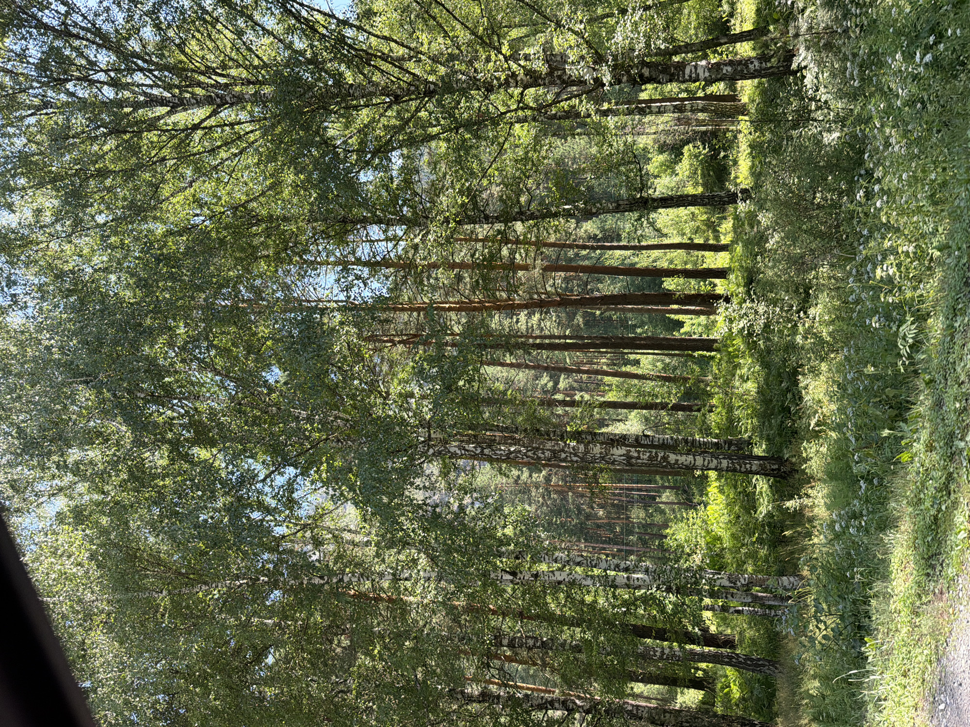 The image depicts a sunlit forest with a mix of birch and pine trees in Ust'-Muny, Russia. The foreground is a gravel path transitioning into a dense undergrowth of green grasses, ferns, and small white wildflowers. The midground is dominated by the trunks and foliage of numerous trees. Several prominent birch trees with distinctive white bark and dark markings are visible, interspersed with taller, darker pine trees. Sunlight filters through the leaves, creating dappled patterns on the forest floor and illuminating the green canopy. The background shows a continuation of the forest, with more trees receding into the distance, suggesting a natural, uncultivated environment. No people or animals are present in the frame.