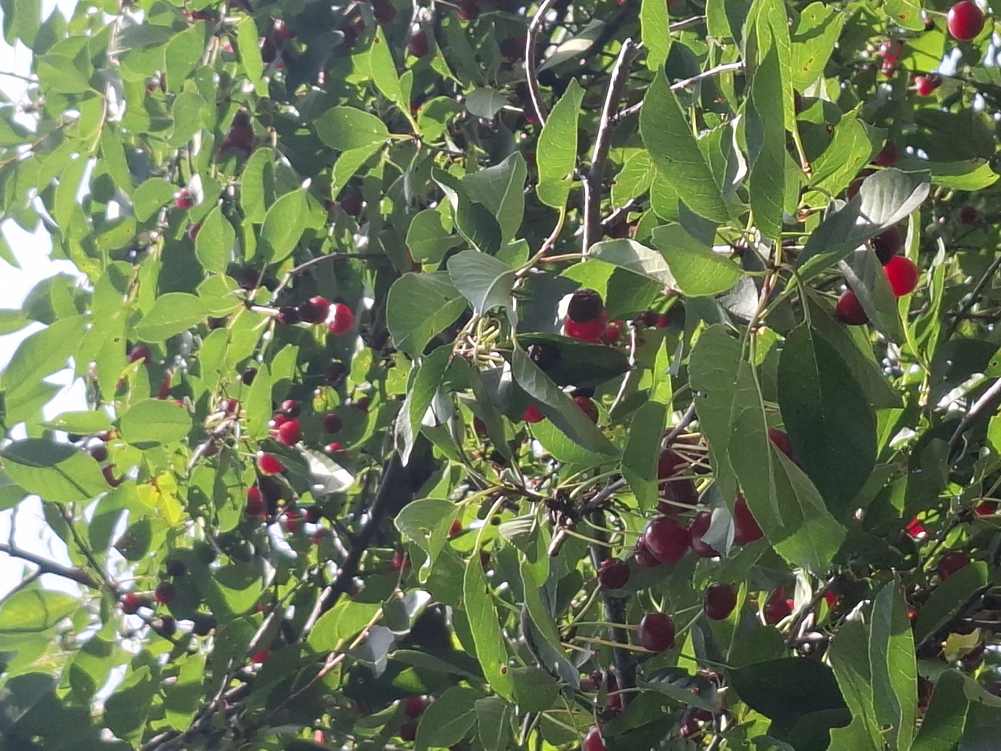 A close-up, eye-level shot of ripe cherries on a tree, seen from below. The cherries are predominantly dark red, with a few lighter red and almost black specimens visible. They hang in clusters, some with stems still attached, amidst vibrant green leaves and branches. The background is a blur of more foliage and bright sky, indicating an outdoor setting bathed in sunlight. The image composition focuses on the fruit and the natural growth of the tree, suggesting a summer harvest or a natural scene within a park or garden. The specific location in Almaty, Kazakhstan is unknown based solely on the visual information provided.