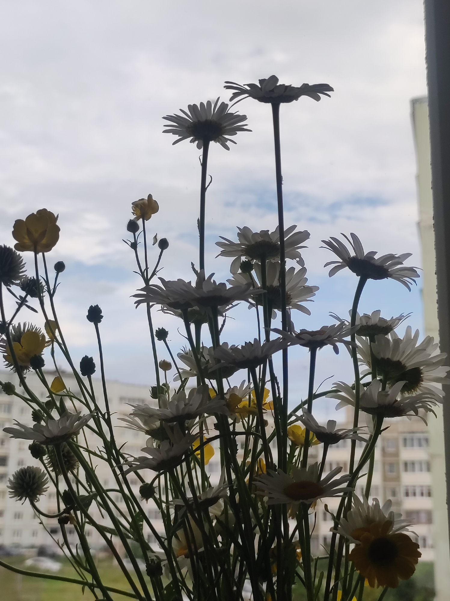A bouquet of white daisies and yellow wildflowers is silhouetted against a cloudy sky seen through a window. In the background, a modern, light-colored apartment building is visible. The image appears to be taken from inside a residence in Chaikovsky, Russia, likely on an overcast day.