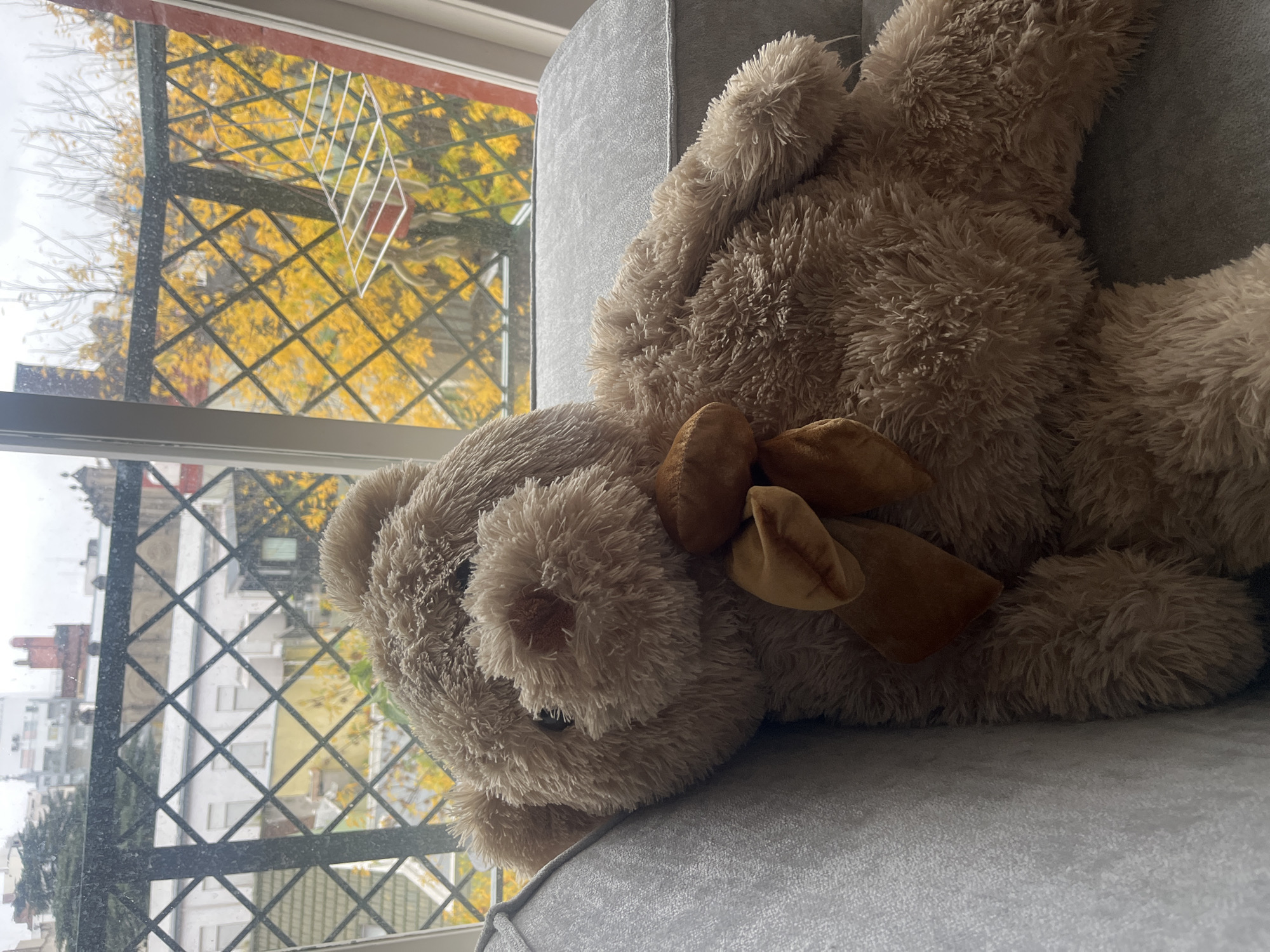 A plush, light-brown teddy bear with a brown bow lies on a gray sofa. A window is visible in the background, featuring a black wrought-iron grill and a view of autumn trees with yellow leaves. Through the window, buildings typical of an urban setting can be seen, potentially indicating a location in Buenos Aires, Argentina. A white clothes drying rack is also visible outside the window. The image has an indoor setting, with the teddy bear likely placed on the sofa.