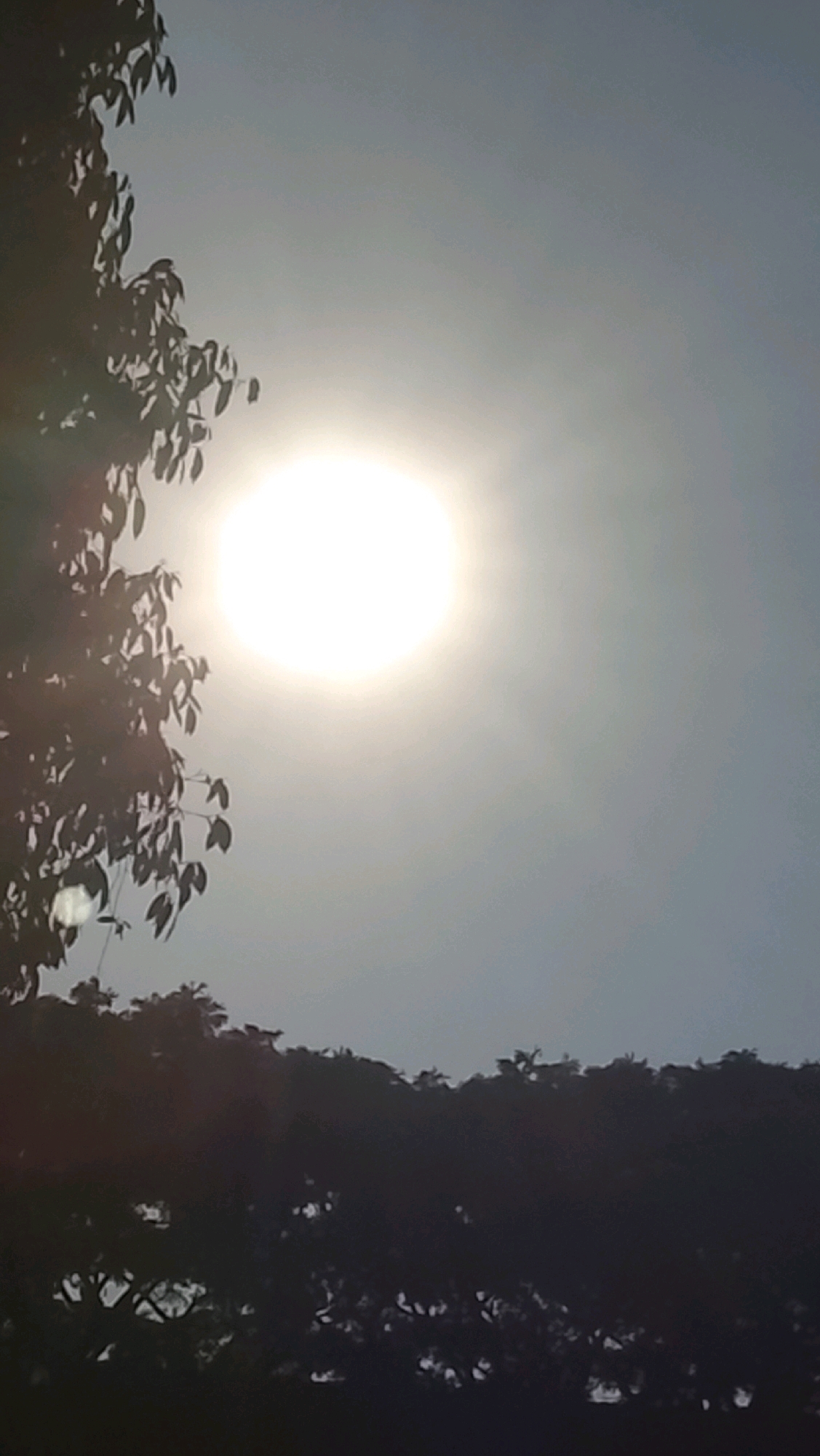 The image shows a bright, hazy sun in the sky, partially obscured by the dark silhouette of tree branches and leaves on the left side. In the lower portion of the image, there is a dense, dark silhouette of trees. The sky is a pale, light gray with a subtle gradient. The scene appears to be an outdoor environment, possibly a park or a residential area with mature trees. The image lacks any discernible human subjects or specific landmarks that would indicate a precise location within Slawi, Indonesia, or any other city. The overall impression is one of a natural landscape under a bright, diffused light.