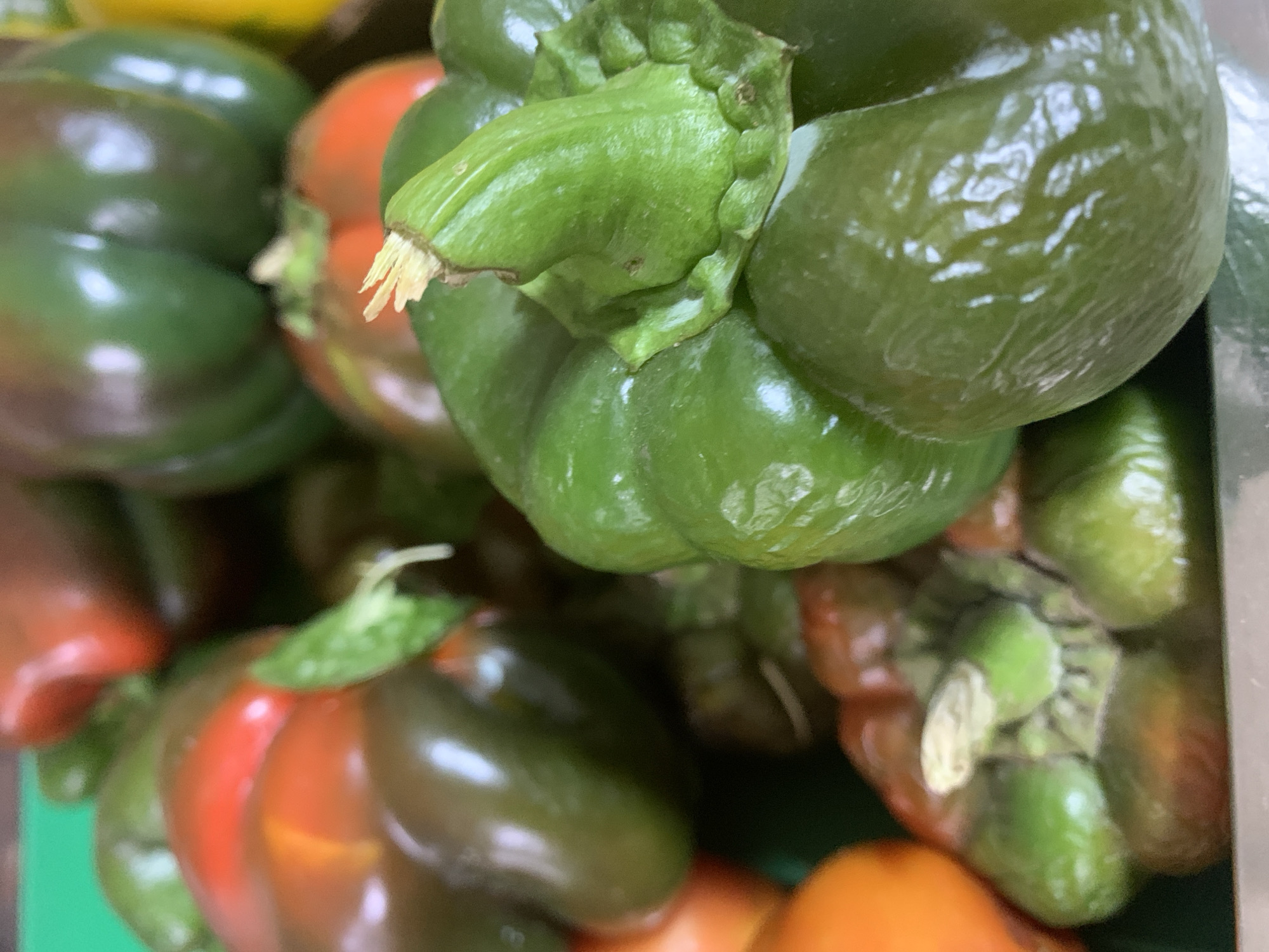 A close-up, eye-level shot shows a collection of bell peppers. The peppers are a mix of green, red, and orange colors, with some showing a deep dark green hue. The peppers are clustered together, with some in sharp focus and others slightly blurred. The foreground features a prominent green bell pepper with its stem and some of its leaves visible. The background is a mix of other bell peppers and a green surface, possibly a countertop or a bin. The lighting is bright, highlighting the glossy texture of the peppers and creating reflections on their surfaces.