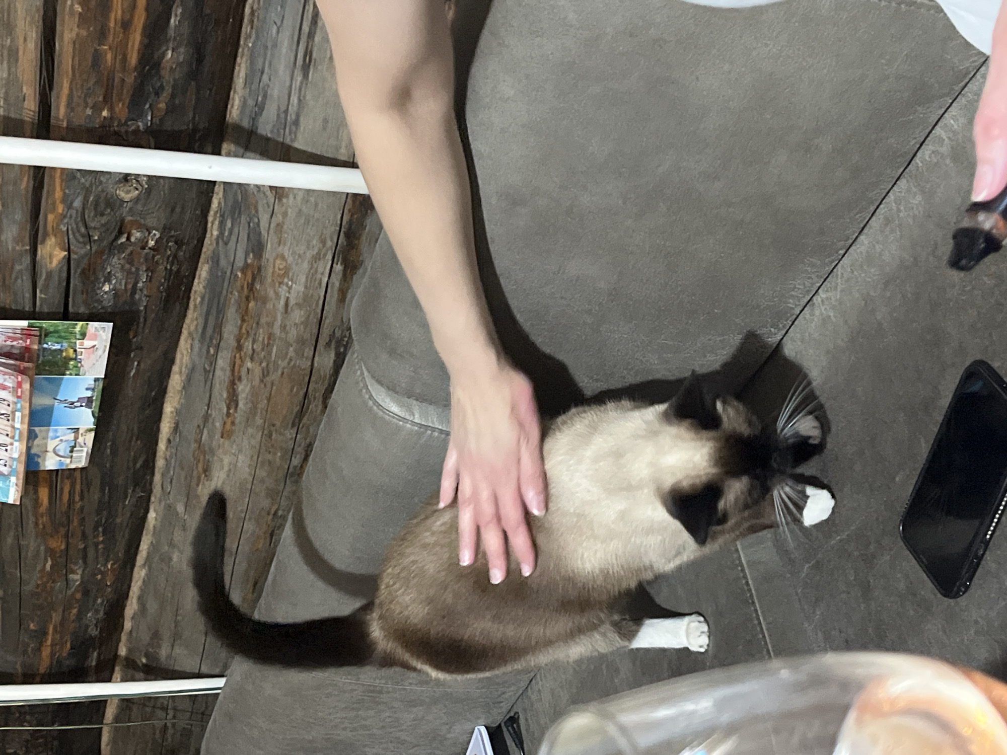The image, taken in Izhevsk, Russia, depicts an indoor scene where a person is gently petting a cat resting on a dark gray sofa. The cat is a Siamese or Tonkinese-like breed, distinguished by its cream-colored body and prominent dark brown or black points on its face, ears, tail, and paws, with white socks on its front feet. A person's bare forearm and hand are visible, stroking the cat's back.
The background features a rustic wooden wall constructed from vertical logs or rough-hewn planks. A white horizontal pipe or bar runs across the mid-left section of the wall. Below the pipe, a stack of small photographs or postcards is attached to the wall, with faint numbers like "26 27 28 29" and potentially "2023" visible on one.
On the right side of the sofa, a black smartphone, possibly with a rhinestoned case, rests face up. Nearby, a small dark bottle, possibly containing e-liquid, is held by another person's partially visible hand. A clear glass or plastic cup is also partially visible in the bottom right foreground. The lighting in the scene is dim, suggesting an evening or nighttime setting, contributing to a calm and domestic atmosphere.