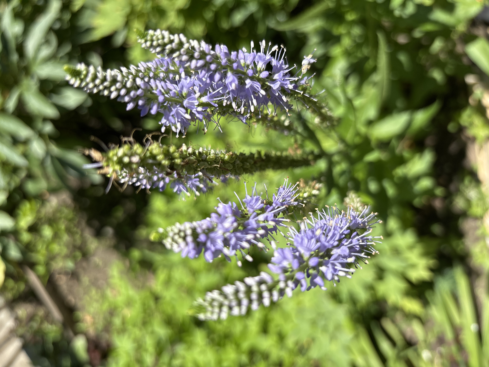A close-up, high-angle shot features several upright spikes of purple flowers with white tips, set against a blurred background of green foliage. The flowers are densely packed along the spikes, with delicate stamens extending outwards. The sunlight highlights the texture of the petals and the contrasting colors of the flower spikes. The environment appears to be a garden or natural outdoor setting. The location is not specified to be in the city of Blagoveshchensk, Russia.