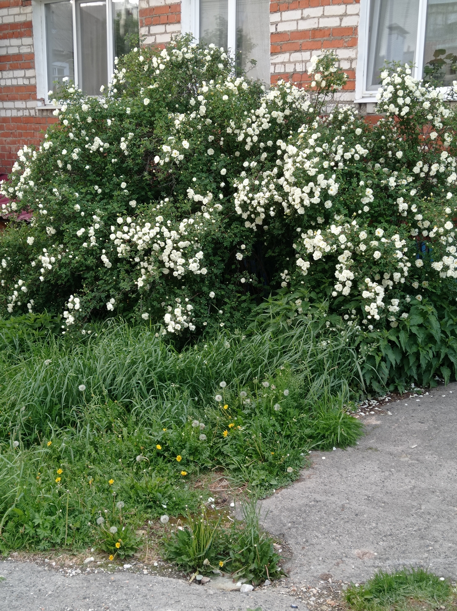 The image depicts a verdant scene with a large, overgrown bush laden with white flowers dominating the view. The bush is situated in front of a brick building with white-framed windows, characteristic of urban architecture. Below the bush, a patch of unkempt grass is speckled with dandelions, both in bloom and gone to seed. A concrete pavement borders the grassy area, suggesting this is a roadside or park-like setting in Degtyarsk, Russia. There are no people visible in the frame. The focus is on the flora and the built environment, offering a glimpse of a common urban landscape where nature intertwines with city structures.