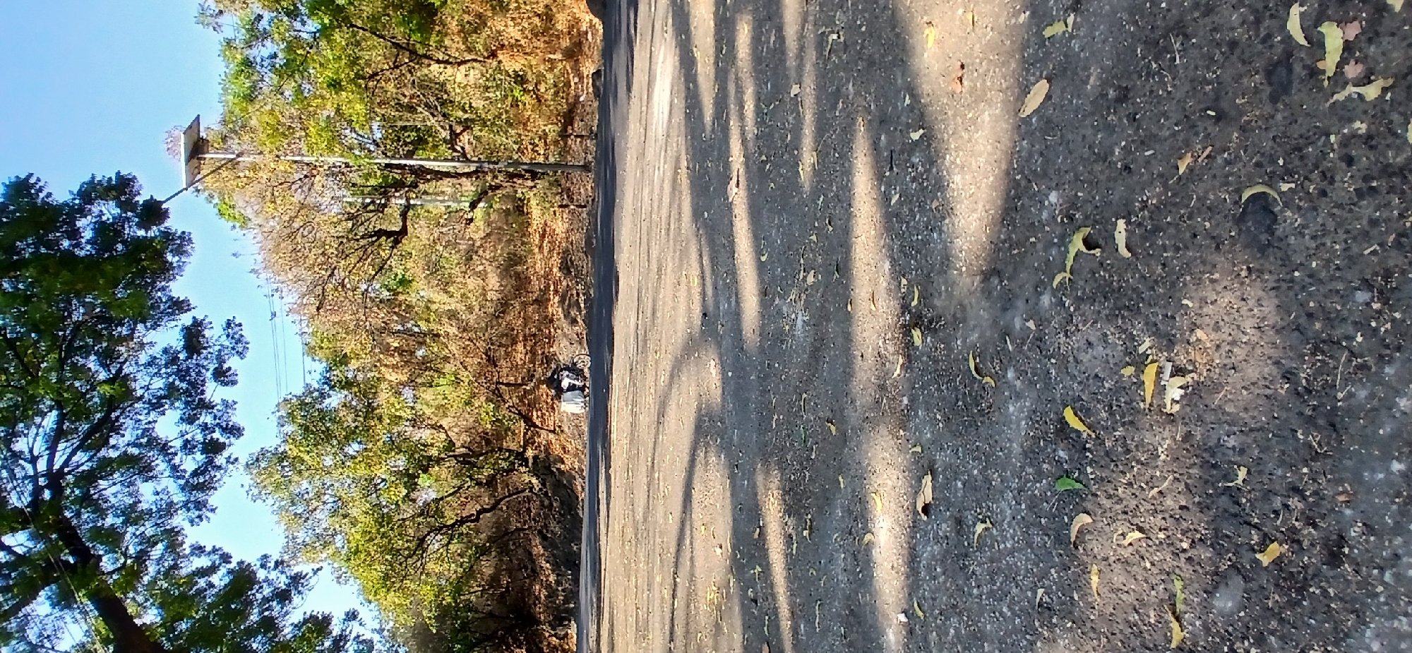 A wide shot captures a paved road in Banyuglugur, Indonesia, bathed in sunlight. Trees with lush green foliage and some autumnal brown leaves line the background, bordering a slightly elevated earthen embankment. A single person is visible on a motorcycle, riding along the road in the middle ground, accompanied by a white object secured to the back of the motorcycle. A street lamp stands tall on the right side of the road, its solar panel visible at the top. The road surface is dark asphalt, scattered with fallen leaves and exhibiting dappled shadows from overhead trees.