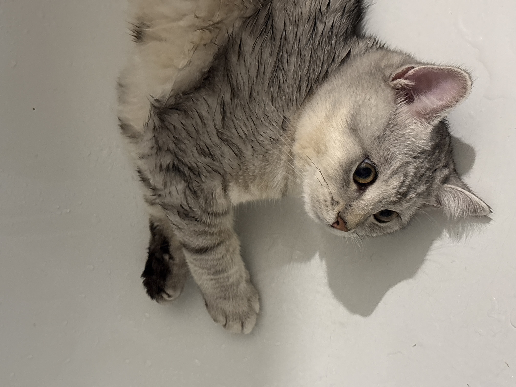 A wet, grey and white tabby kitten is lying on its side on a white, possibly wet, surface. The kitten's fur appears matted and slicked down, suggesting it has recently been bathed or is wet from some other source. The kitten is looking towards the right of the frame with its eyes open, showing a golden iris and black pupil. Its ears are perked up, and one ear is more visible than the other. The kitten's nose is pink. Its front paws are visible, with one paw tucked slightly under its body and the other extended. The surface it is lying on has small droplets of water or moisture visible on it, and a shadow is cast from the kitten onto the surface. The overall scene is dimly lit, with the focus on the kitten. The background is a plain white, likely a bathtub or sink. No text is visible in the image. The location context is Mikhaylovsk, Russia.
