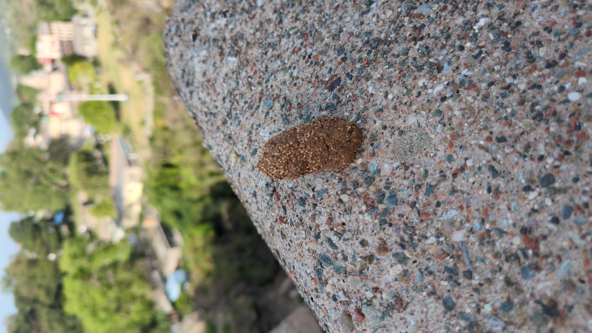 A small, brown, cylindrical object speckled with white or light-colored seeds or small particles lies on a rough, speckled concrete surface. The concrete appears to be part of a ledge or edge, with a blurred landscape of buildings, trees, and possibly a hillside visible in the background. Based on the location, the scene is likely in Kaswara, India. The details about people, specific actions, and interactions are not clear from the provided image.