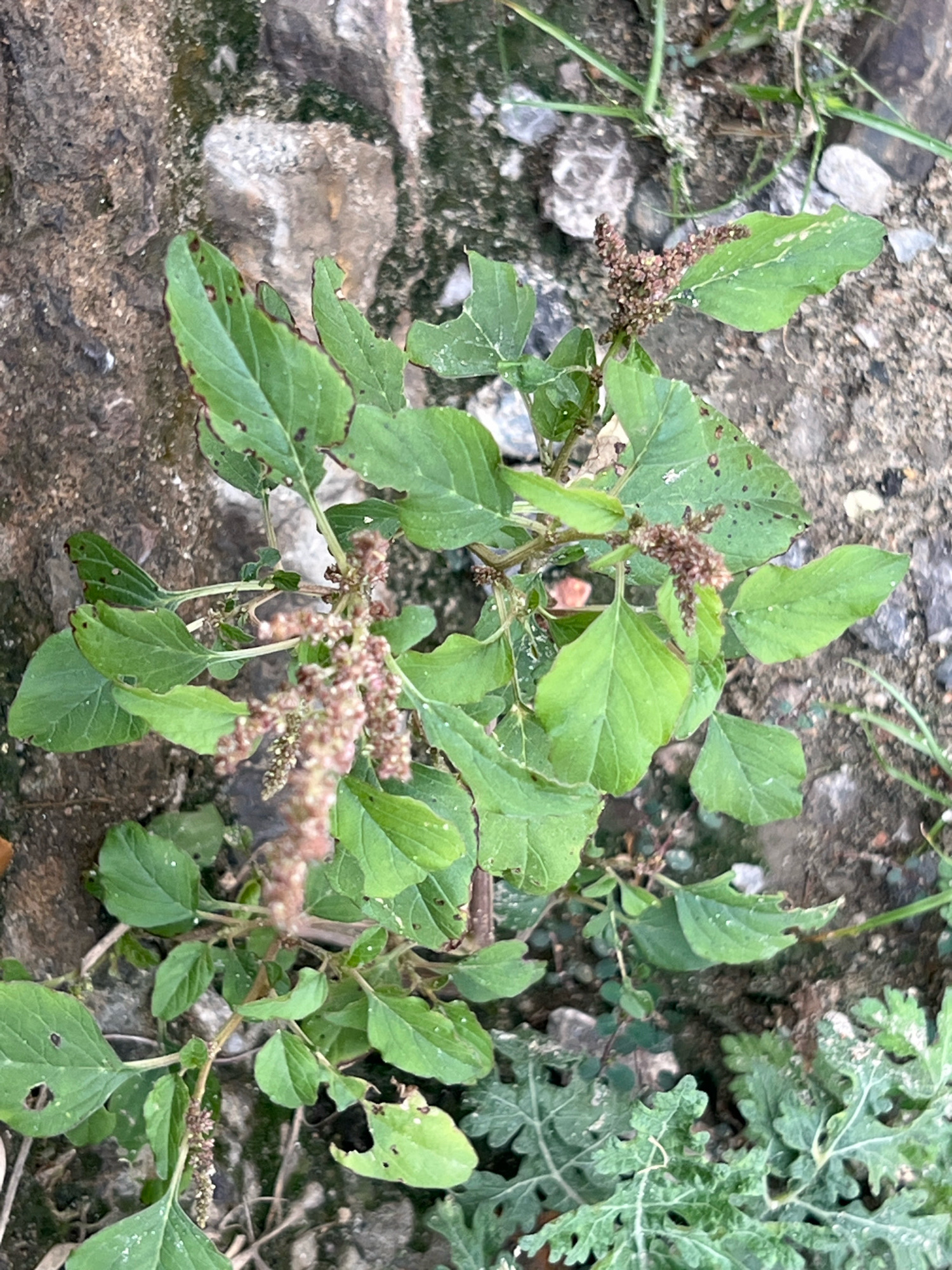 A small, leafy plant with reddish-brown seed heads is growing in a rocky, uneven outdoor environment, possibly on a dirt path or embankment. The plant has bright green leaves, some of which are slightly damaged or have brown edges. The surrounding ground is a mix of soil, small stones, and some other green vegetation. The scene suggests a natural or semi-natural setting, likely in a slightly neglected area, as might be found on the outskirts of a city or in a less maintained urban space. The overall impression is one of common, hardy vegetation thriving in a rough environment. The image was taken in Attock, Pakistan.
