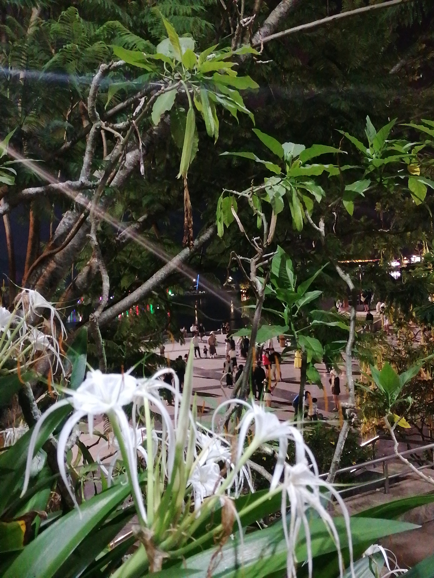 The image depicts a park scene at night, likely in Da Lat, Vietnam, characterized by lush vegetation and the presence of people. In the foreground, delicate white spider lilies bloom, their petals long and thread-like, set against a backdrop of broad green leaves. The stems and branches of trees, some bare and gnarled, weave through the frame, hinting at the park's natural setting.
Beyond the foliage, a paved pathway is visible, populated by a small group of individuals. They appear to be casually strolling and interacting, some dressed in light-colored clothing. The pathway is illuminated by scattered lights, including strings of colorful festive lights that hang from trees and structures, casting a warm glow on the scene. The overall ambiance suggests a lively, yet tranquil evening in a public space. The presence of a railing suggests a possible elevation or border to the pathway. The background is dominated by the dense greenery of trees, some of which have lights reflecting on their surfaces. The lights in the background create a bokeh effect, blurring out distant details but contributing to the overall atmosphere of a well-lit park.